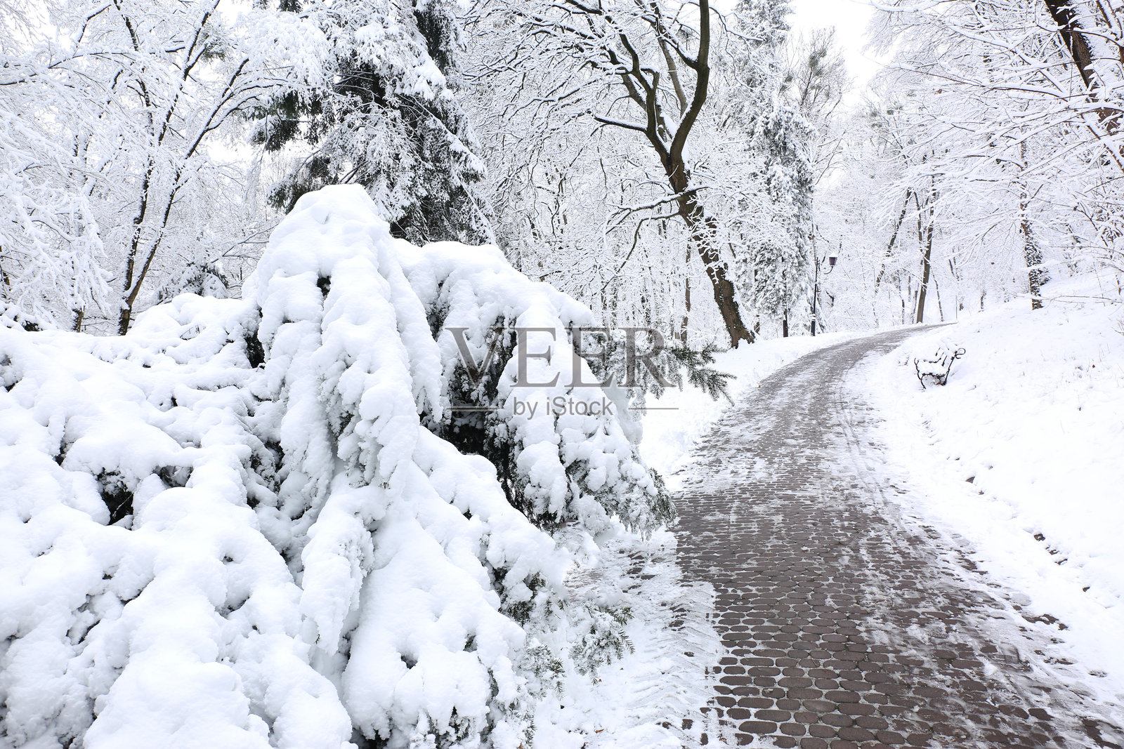 公园里的树木被雪覆盖，初雪照片摄影图片