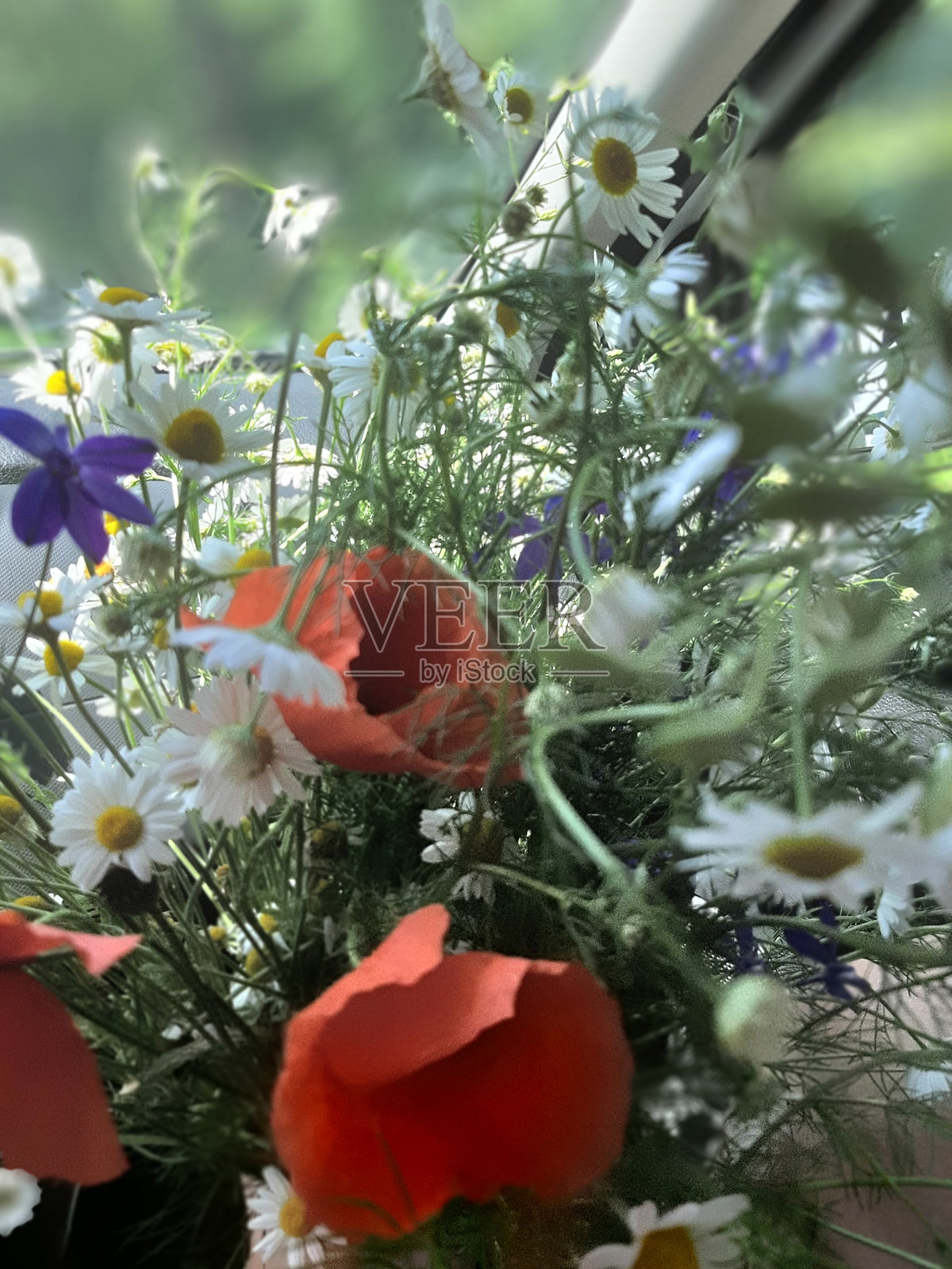 自然假期 美丽 季节照片摄影图片