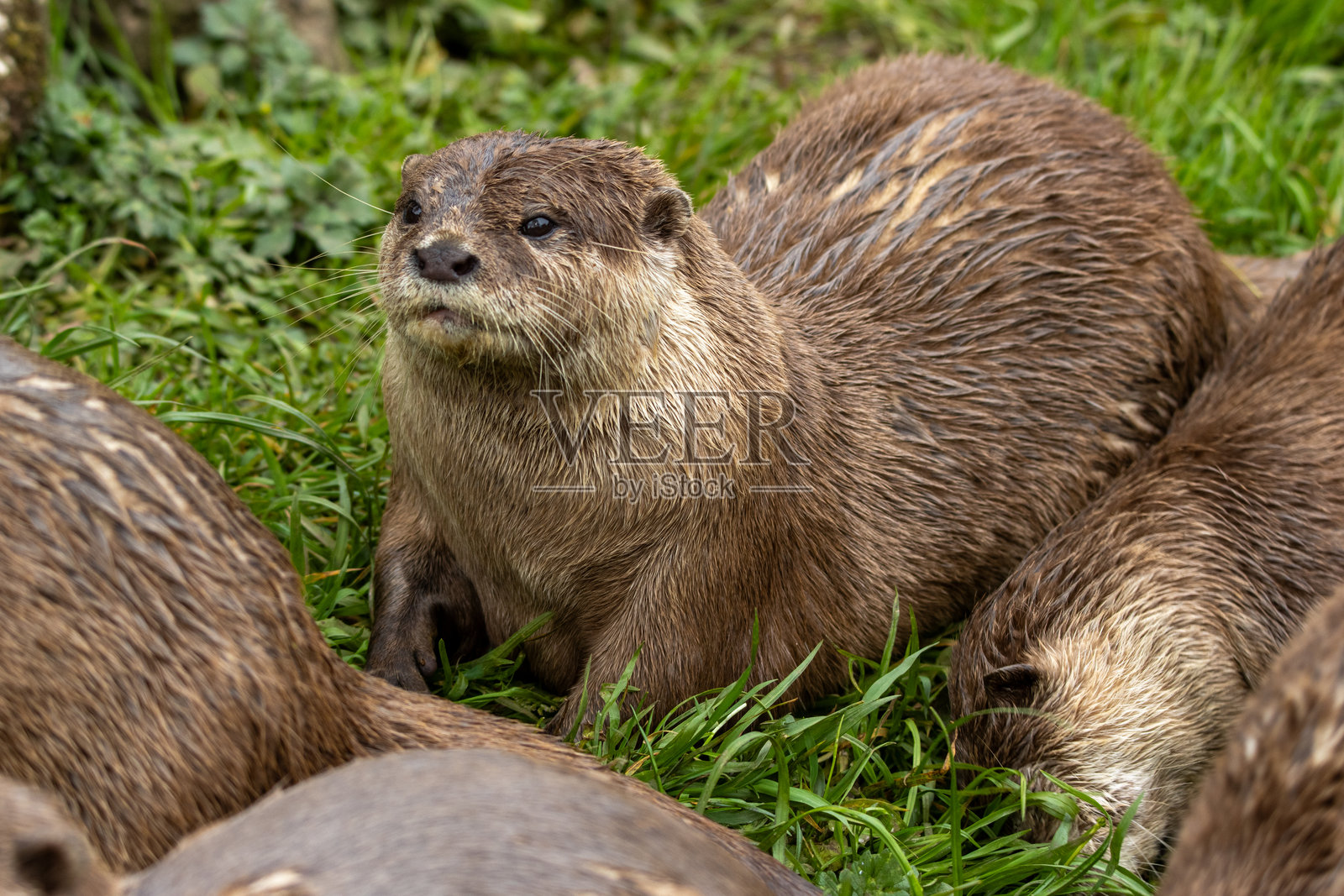 在英国德文郡达特穆尔水獭和巴克斯顿蝴蝶公园的亚洲小爪水獭（Aonyx cinereus）一家照片摄影图片