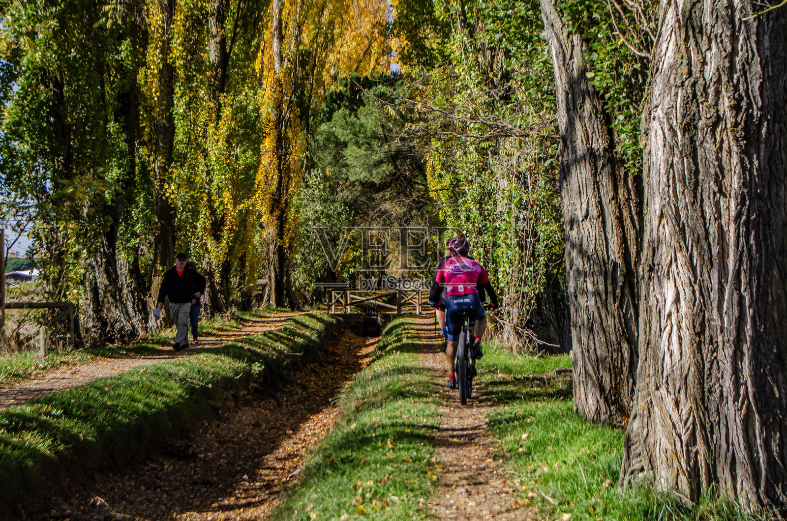 人们漫步在色彩斑斓的秋日风光中,有杨树林、一条通往杜罗河的灌溉渠,位于杜罗河畔的拉古纳。照片摄影图片