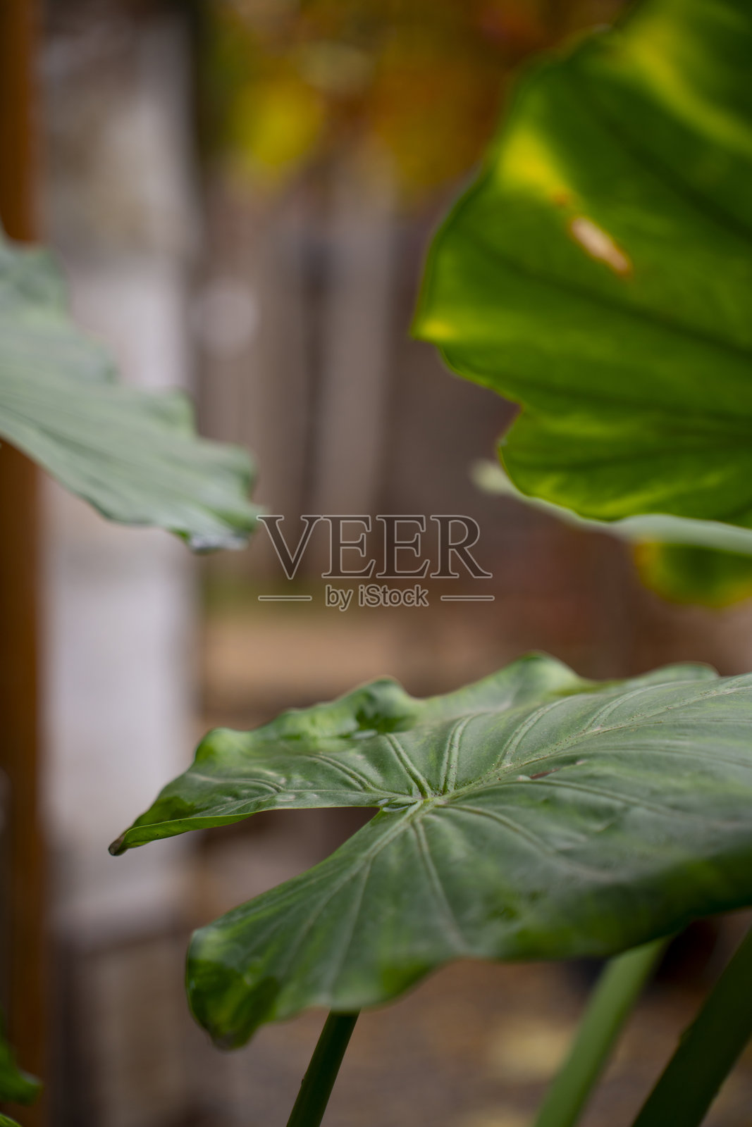 复古花园咖啡馆里植物叶子的特写镜头，周围是温暖的秋季色调。照片摄影图片