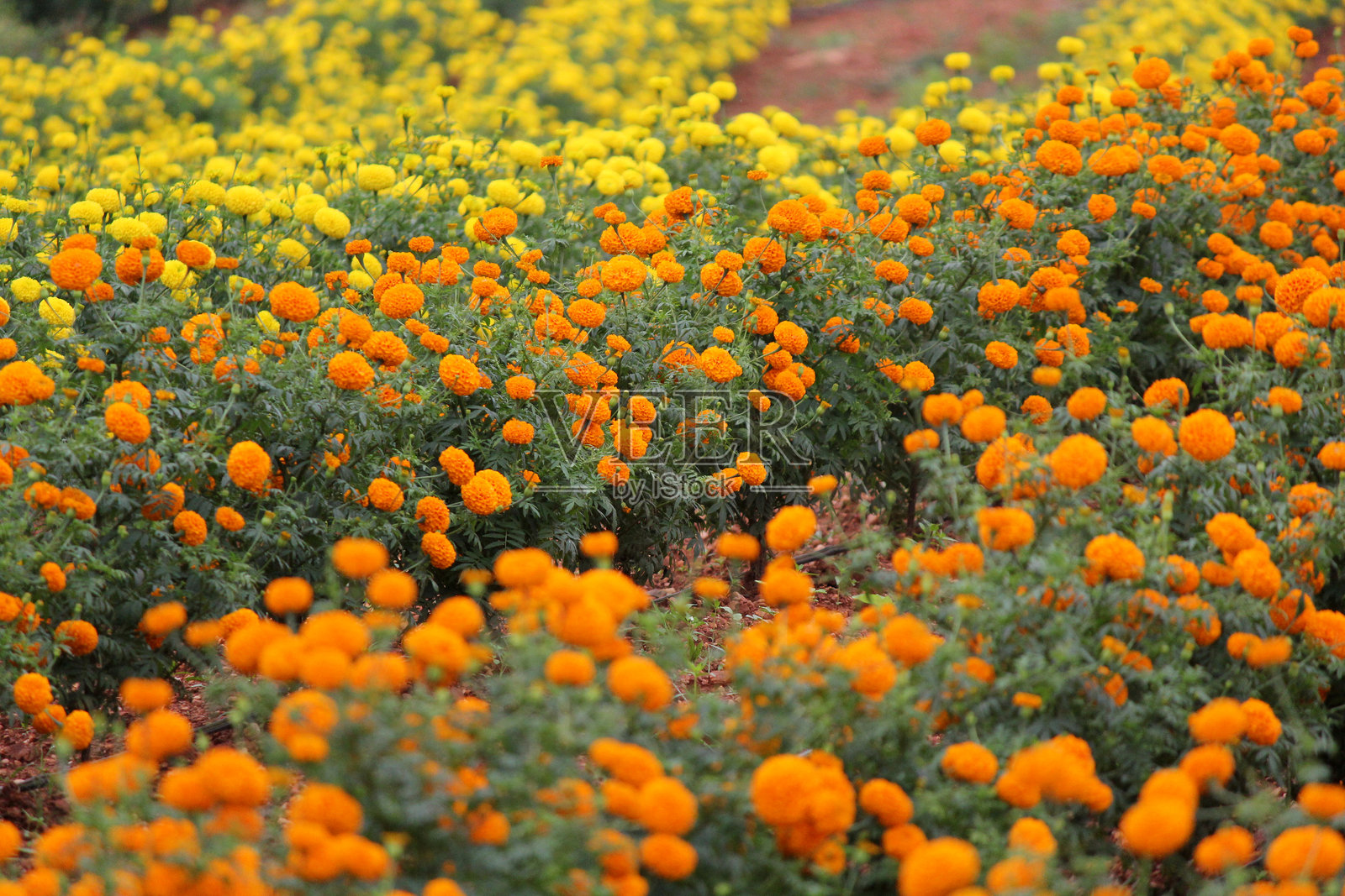 盛开的万寿菊花田——充满活力的花园自然摄影照片摄影图片