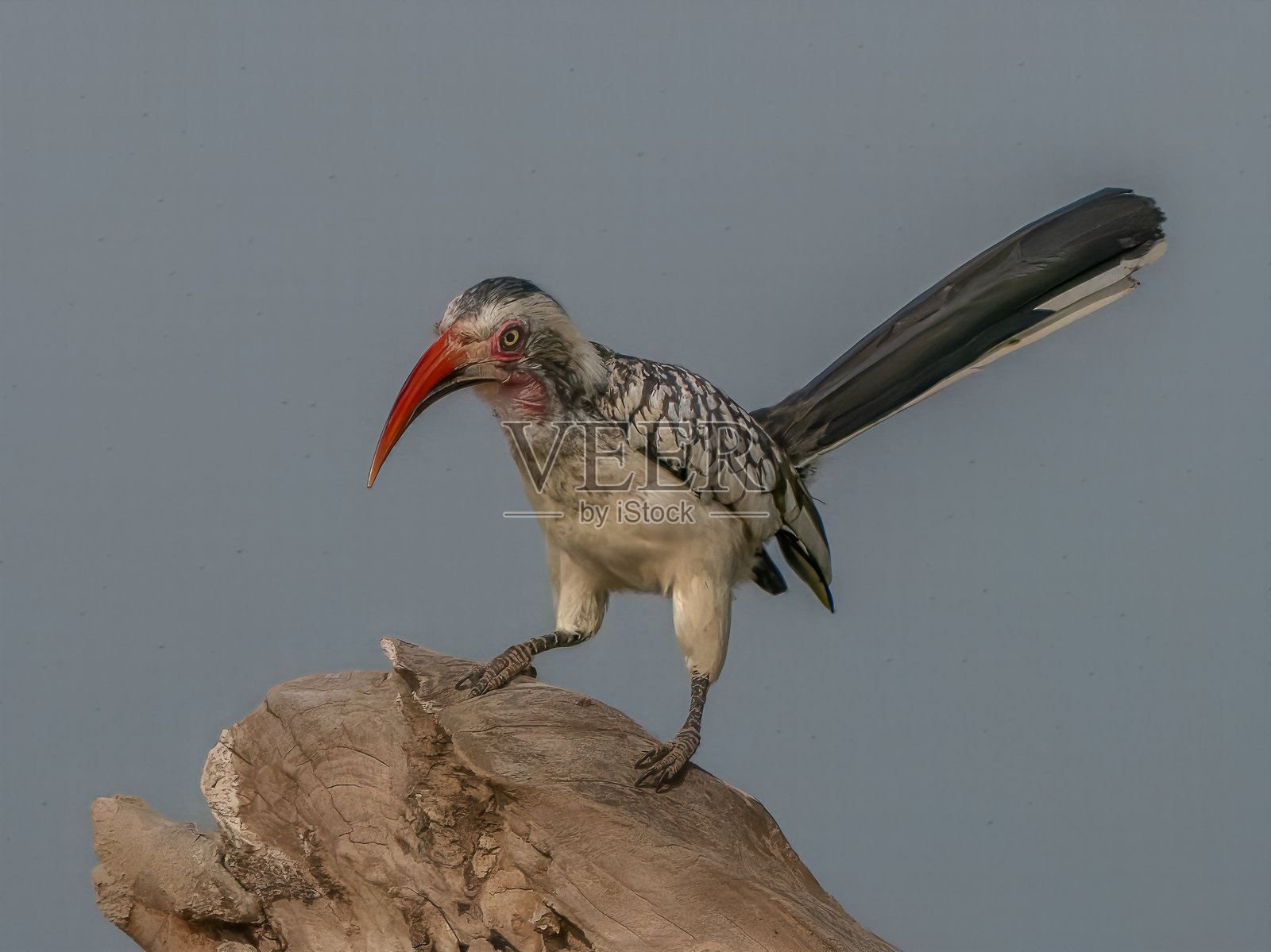 红嘴犀鸟张开翅膀起飞照片摄影图片