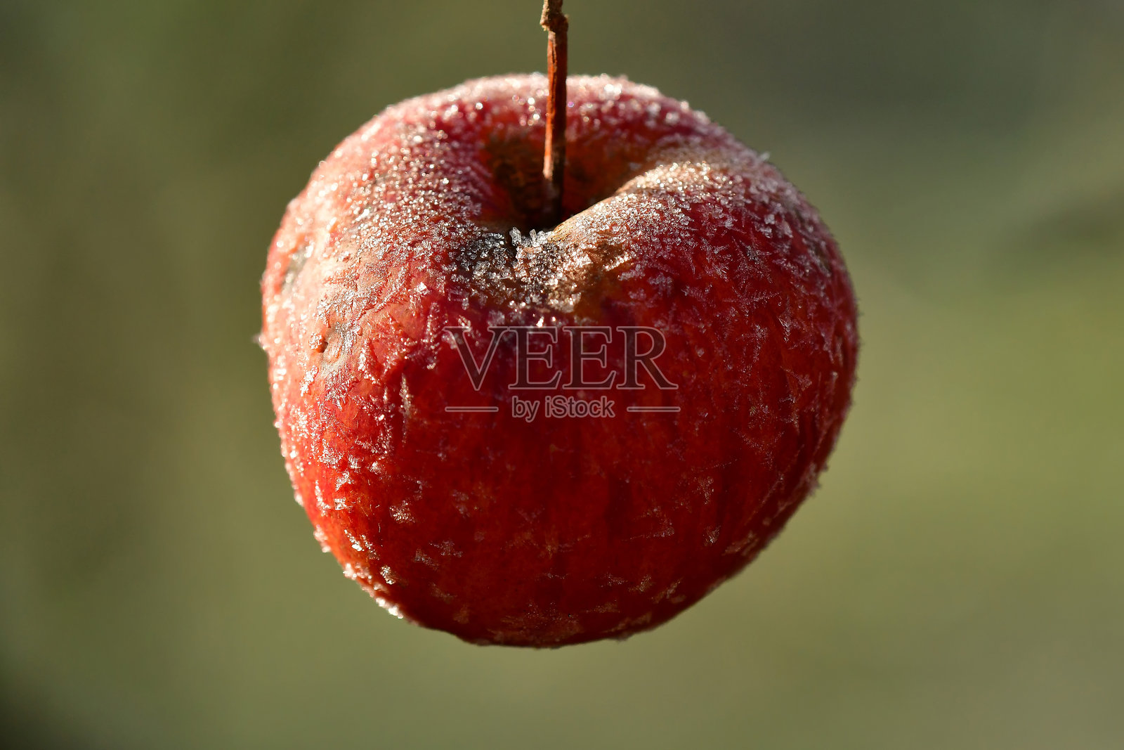 冬日里，腐烂的苹果上结满了白霜照片摄影图片