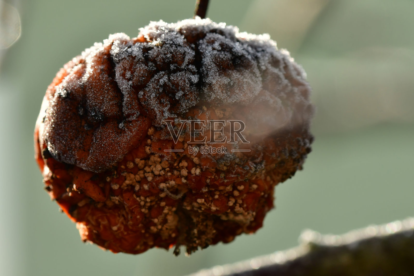 冬天里腐烂的苹果上的白霜照片摄影图片