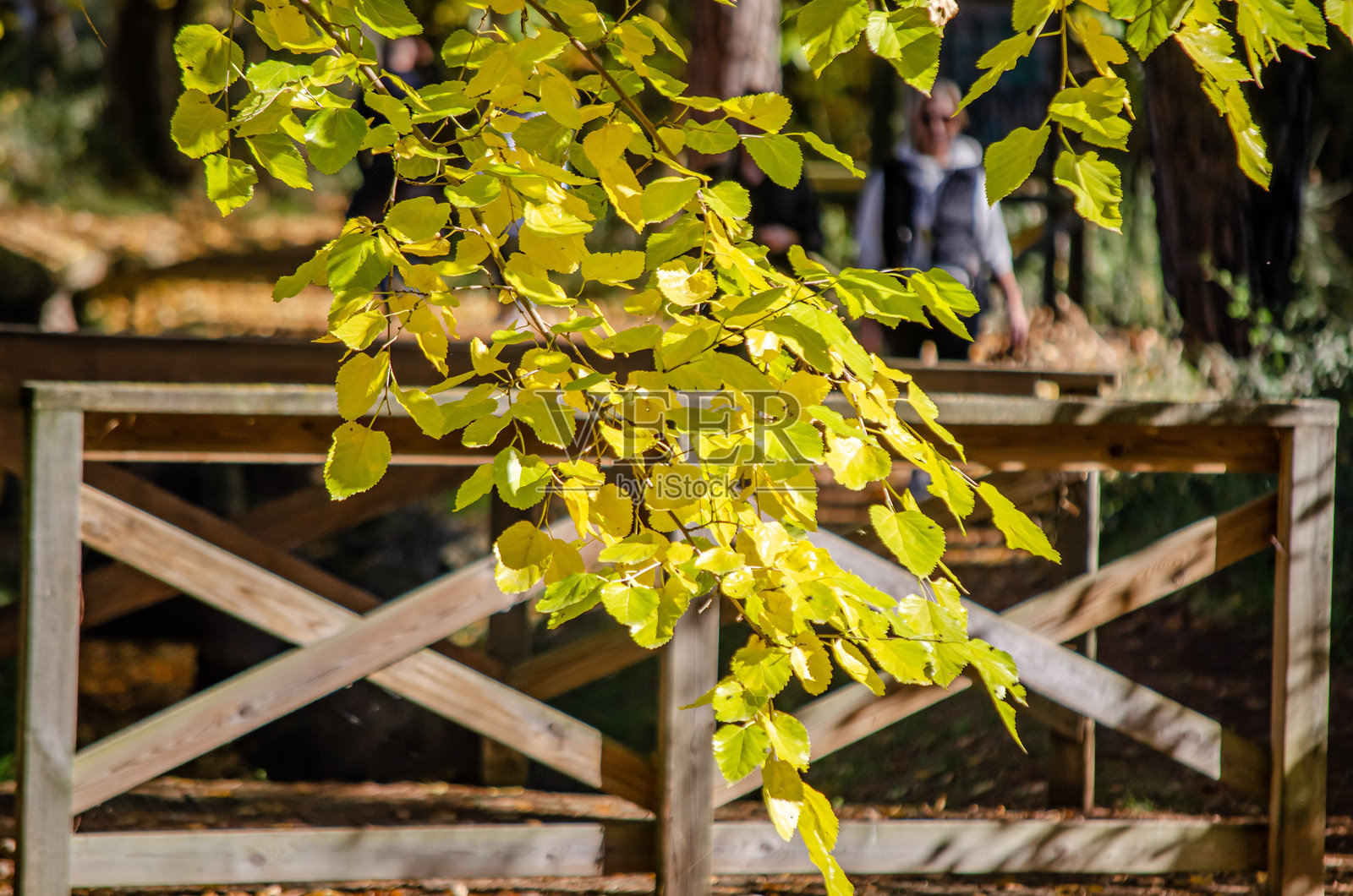 人们在色彩斑斓的秋日林间漫步，经过杨树林和灌溉渠，走向杜罗河，享受户外散步。杜罗河畔泻湖。照片摄影图片