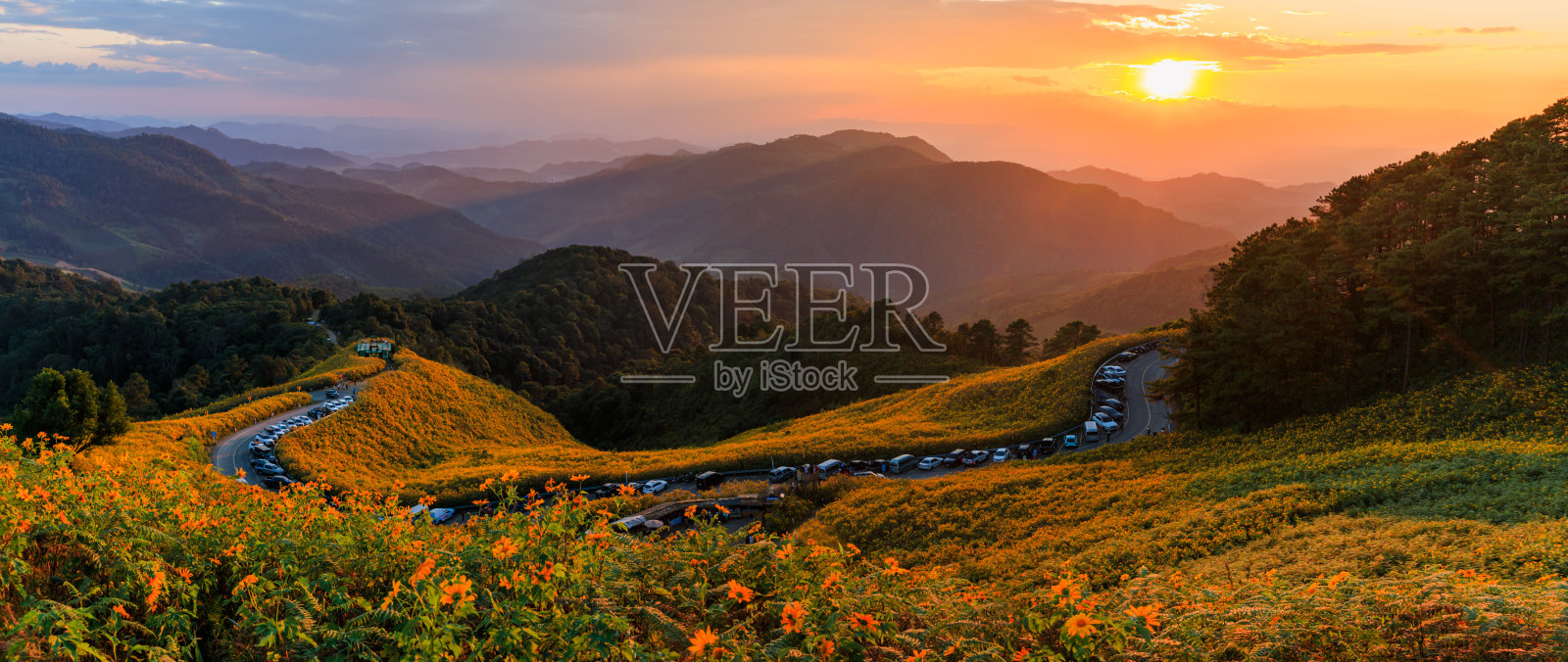泰国湄宏顺府湄吾霍的墨西哥向日葵或树万寿菊花田照片摄影图片