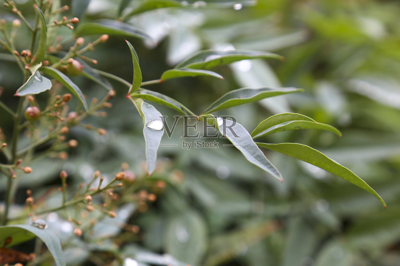 冬日细雨后，马德里一个小公园里的南天竹（Nandina Domestica）的叶子、树枝和果实上挂着水珠照片摄影图片