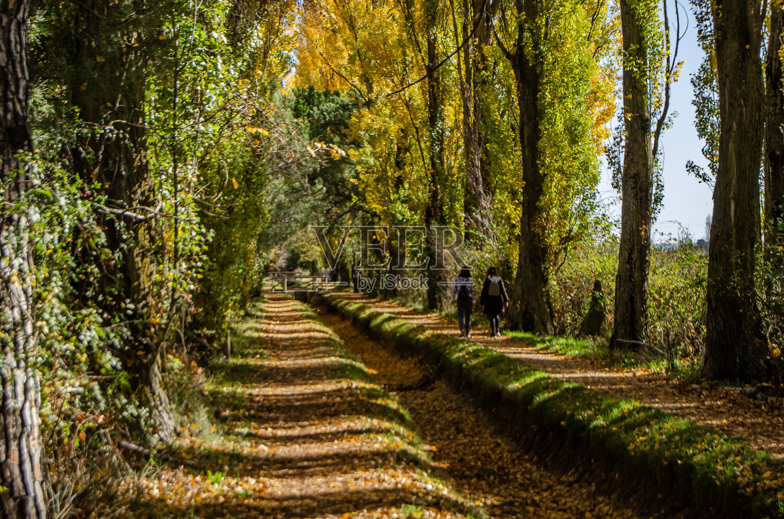 人们在色彩斑斓的秋日景观中悠闲漫步，经过一片杨树林，一条灌溉渠流向杜罗河，位于杜罗河畔的拉古纳。照片摄影图片