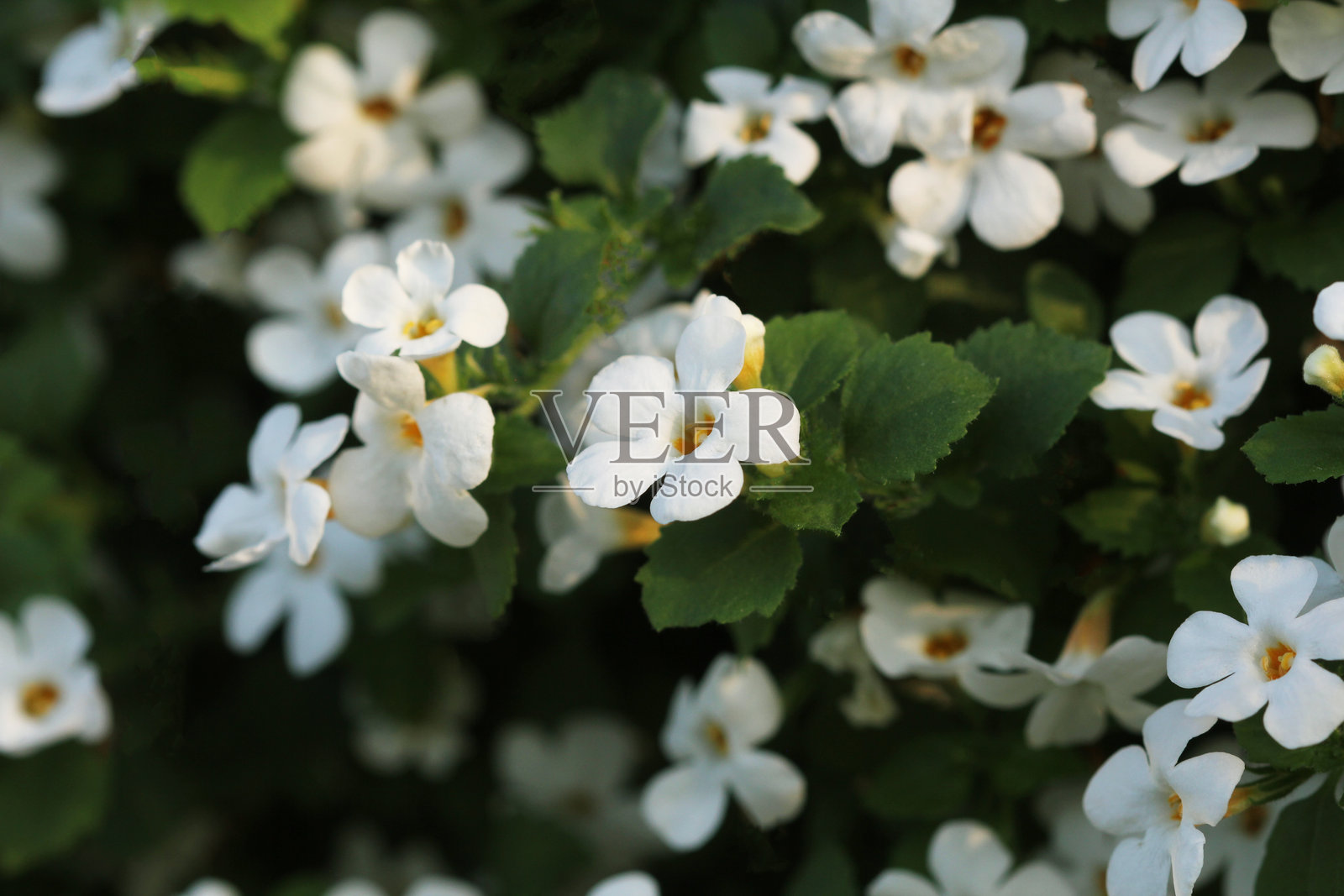 夏日花园中的假马齿苋（Bacopa monnieri）花朵照片摄影图片