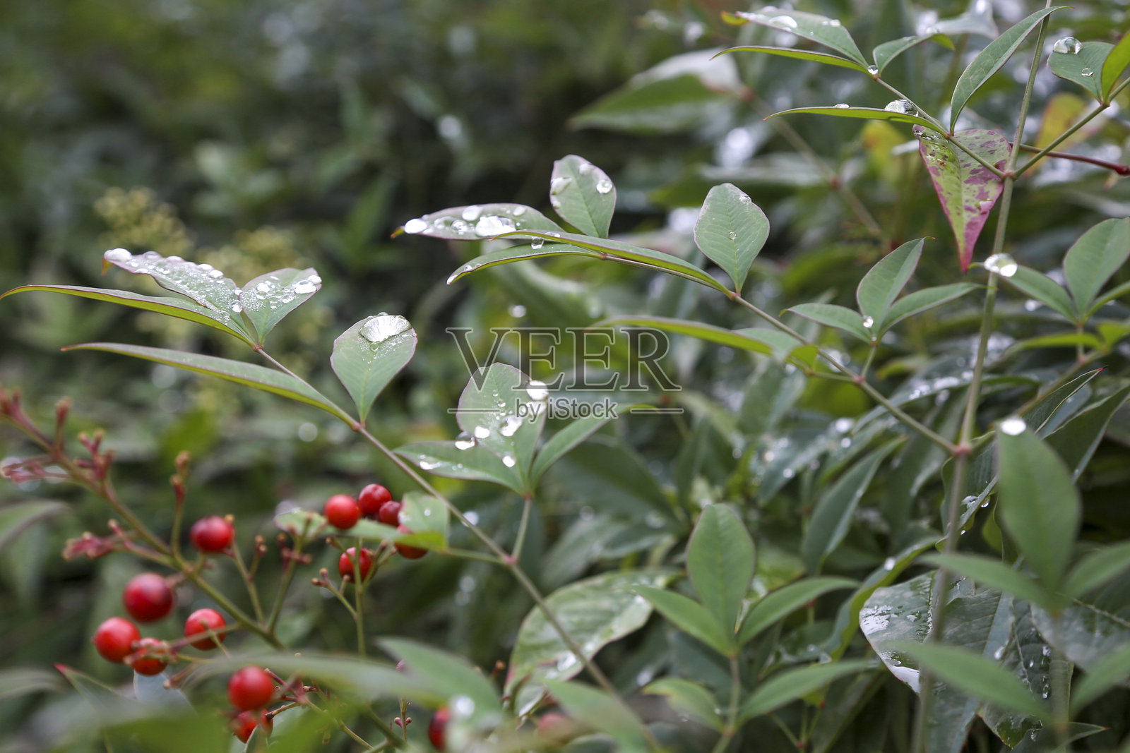 冬日细雨后，马德里小公共花园里，南天竹（Nandina Domestica）的叶子、枝条和果实上挂着水珠。照片摄影图片