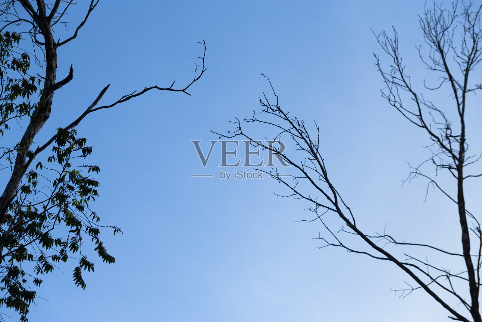 蓝天映衬下的枯树枝的极简剪影照片摄影图片