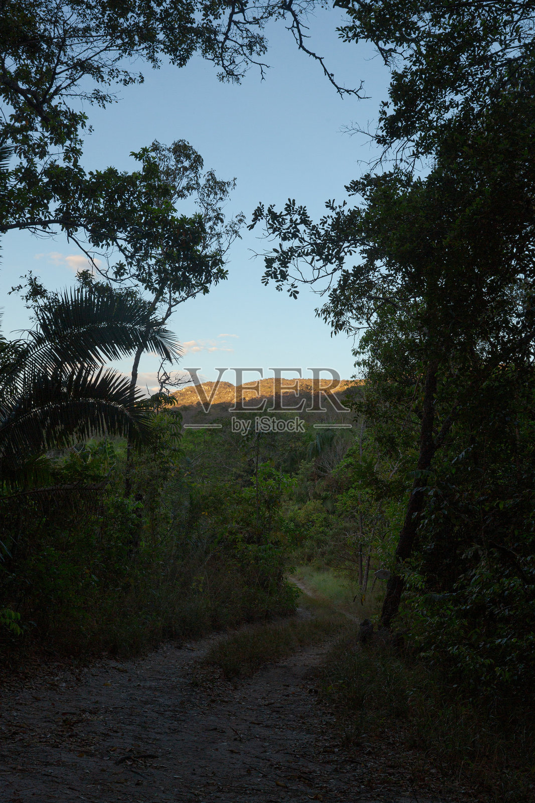 穿过黑暗森林通往阳光明媚山丘的泥土小路照片摄影图片