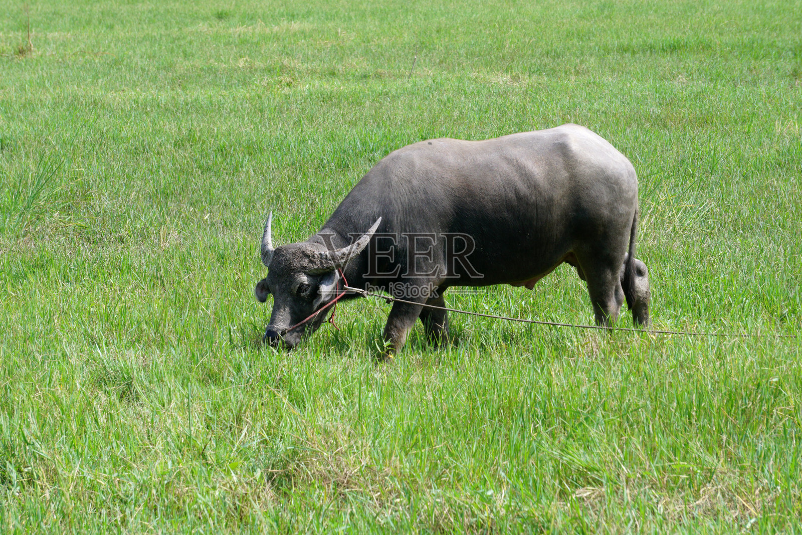亚洲水牛，学名Bubalus bubalis照片摄影图片