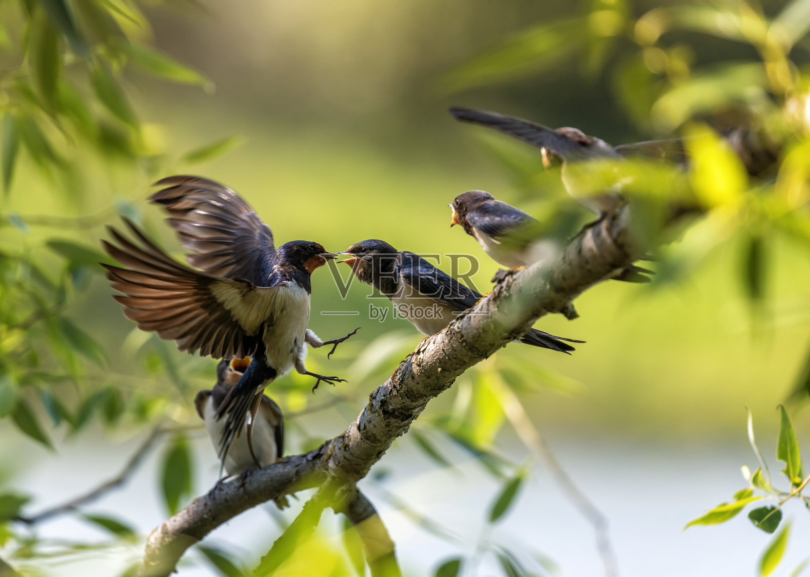 一只燕子在树枝上喂食它饥饿的雏鸟照片摄影图片