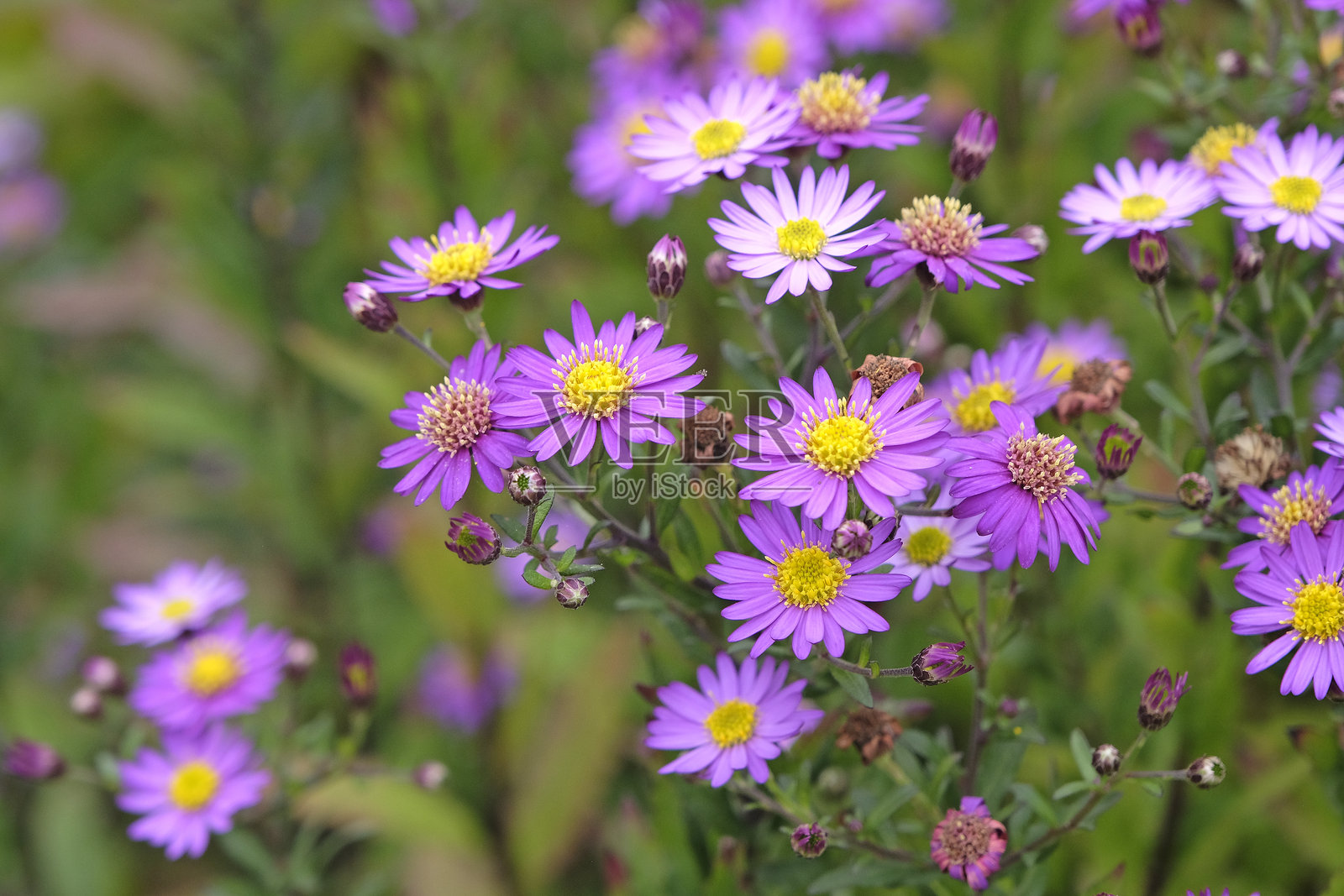 花期的紫菀 'Ezo Murasaki'。照片摄影图片