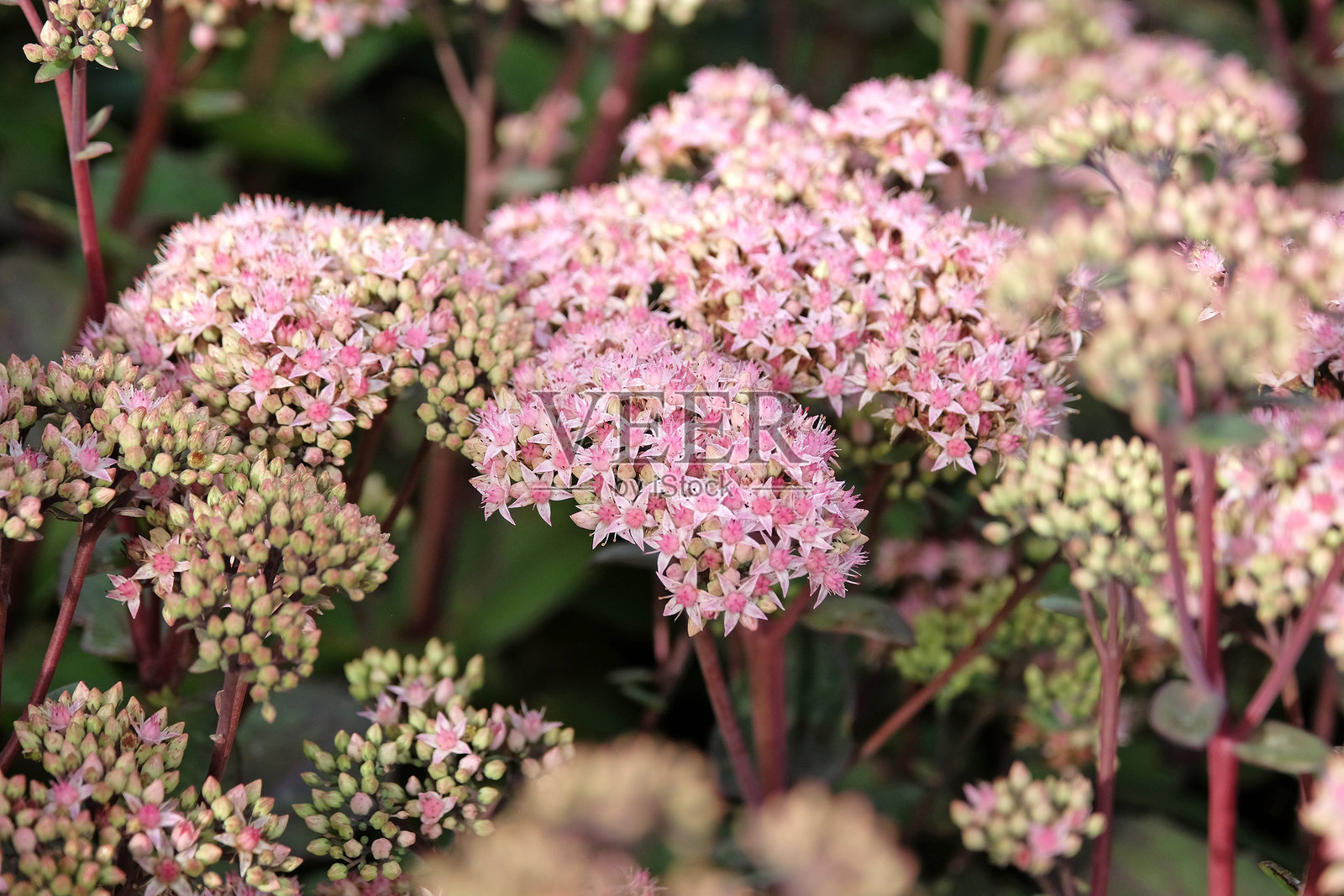 盛开的淡粉色‘Matrona’八瓣荛花，也称为景天或肥厚叶。照片摄影图片