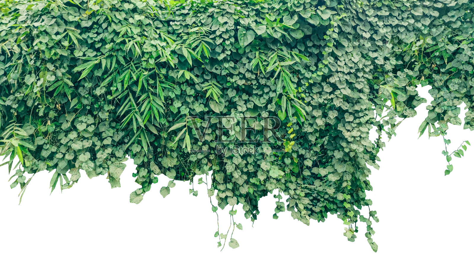茂密的绿色植物和藤蔓，孤立在白色背景上，绿草纹理背景，墙上的绿叶，带叶子的绿藤孤立在白色背景上，白色背景上的绿常春藤植物照片摄影图片