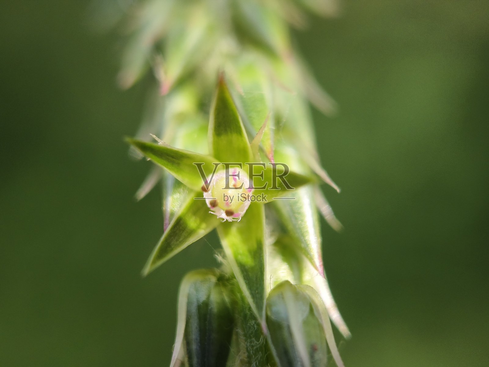 假다고 쏘아 올린 꽃照片摄影图片