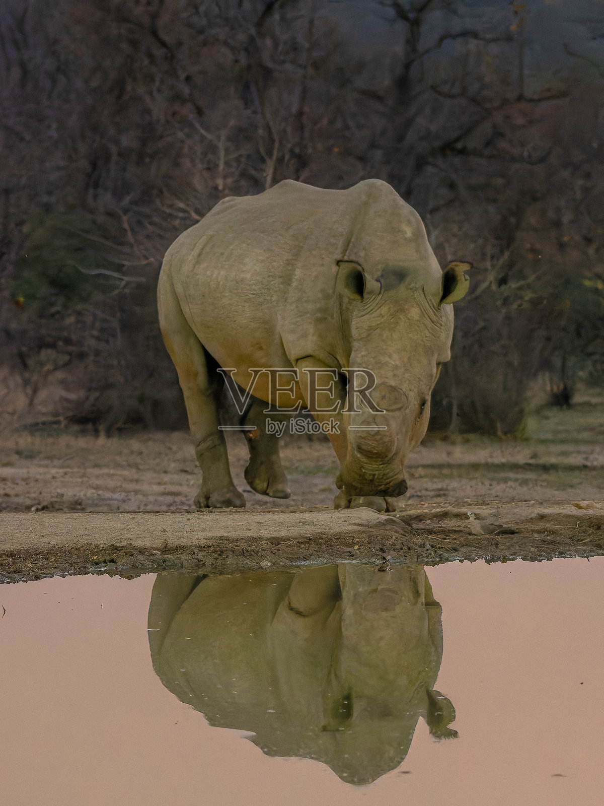 白犀牛的倒影照片摄影图片