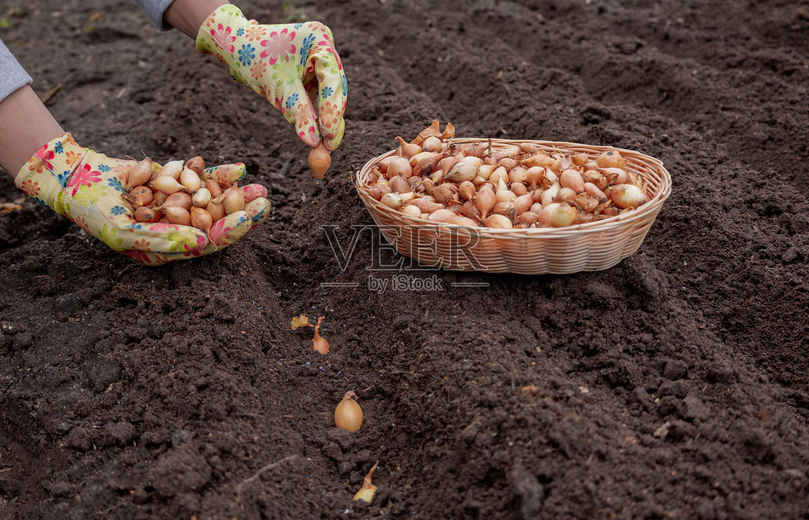 种植洋葱苗：戴着花卉手套的手将小洋葱鳞茎播种到花园土壤中照片摄影图片