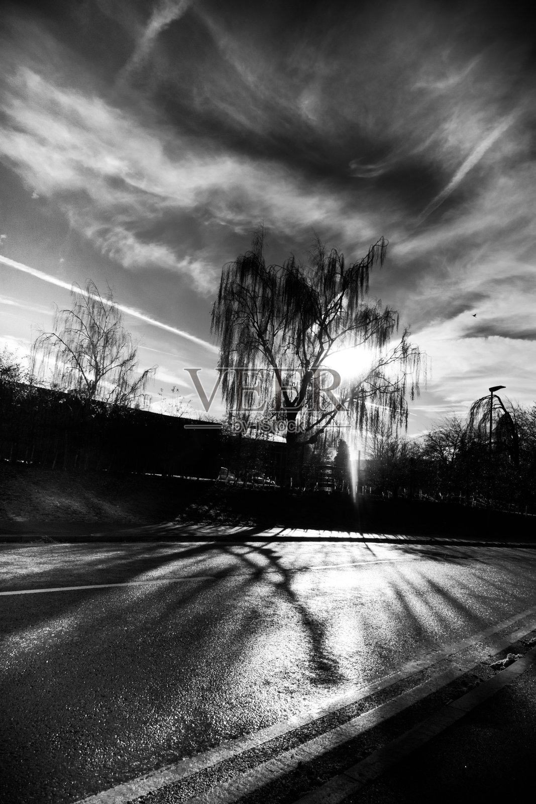 阴郁的黑色电影风格的风景，有树和空旷的道路照片摄影图片