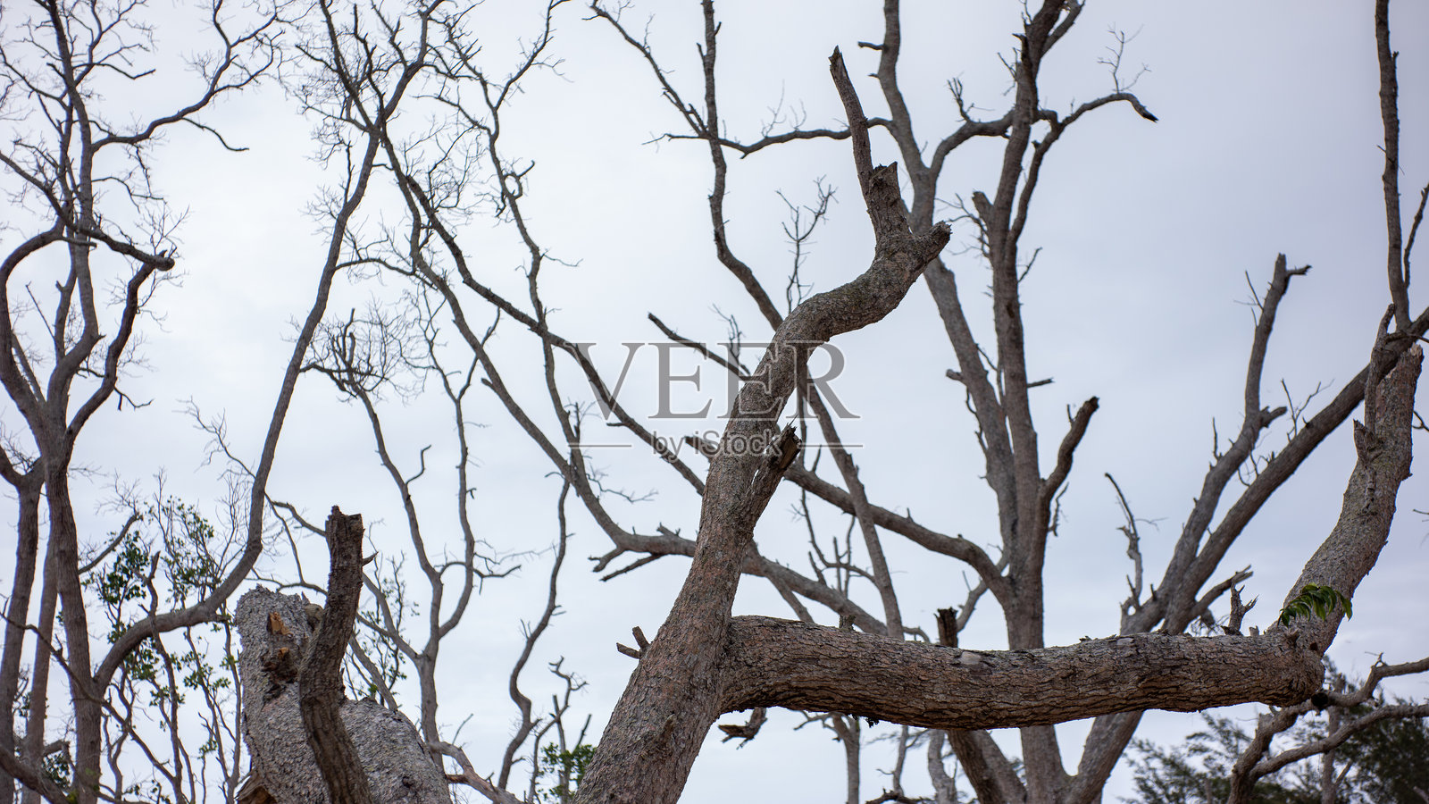 阴沉天空下的扭曲缠绕的枯树枝照片摄影图片