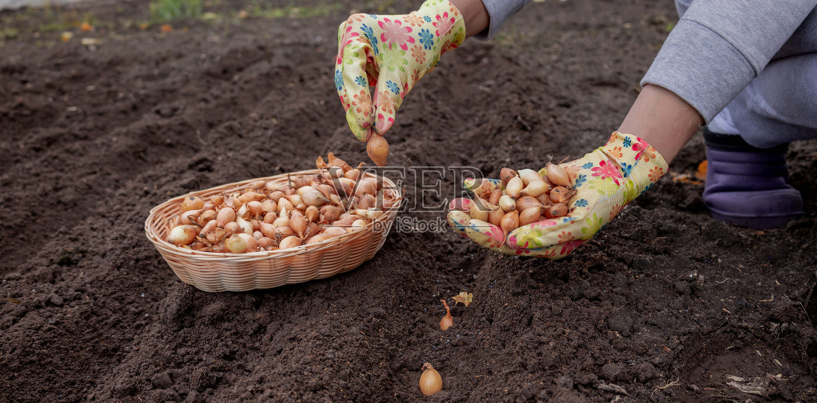 种植洋葱苗：戴着花卉手套的手将小洋葱鳞茎播种到花园土壤中照片摄影图片