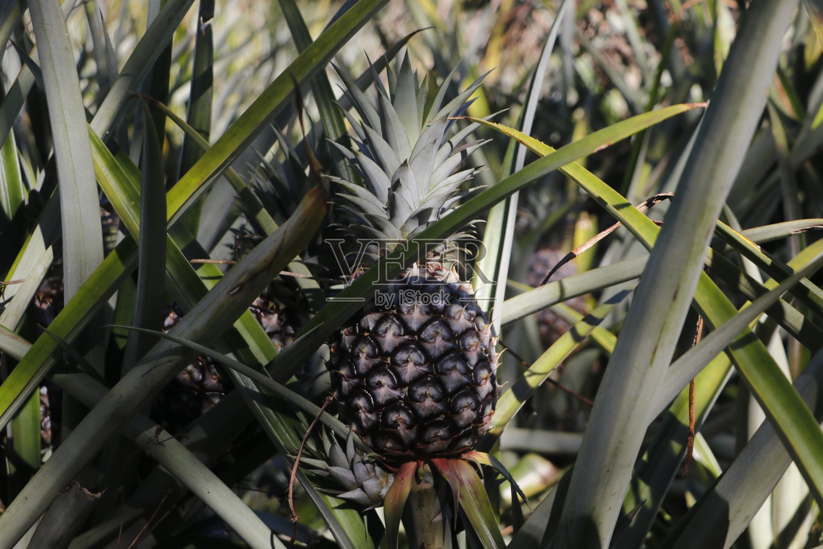 菠萝果实植物照片摄影图片