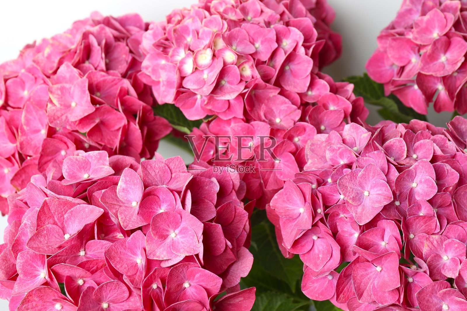 粉色绣球花特写照片摄影图片