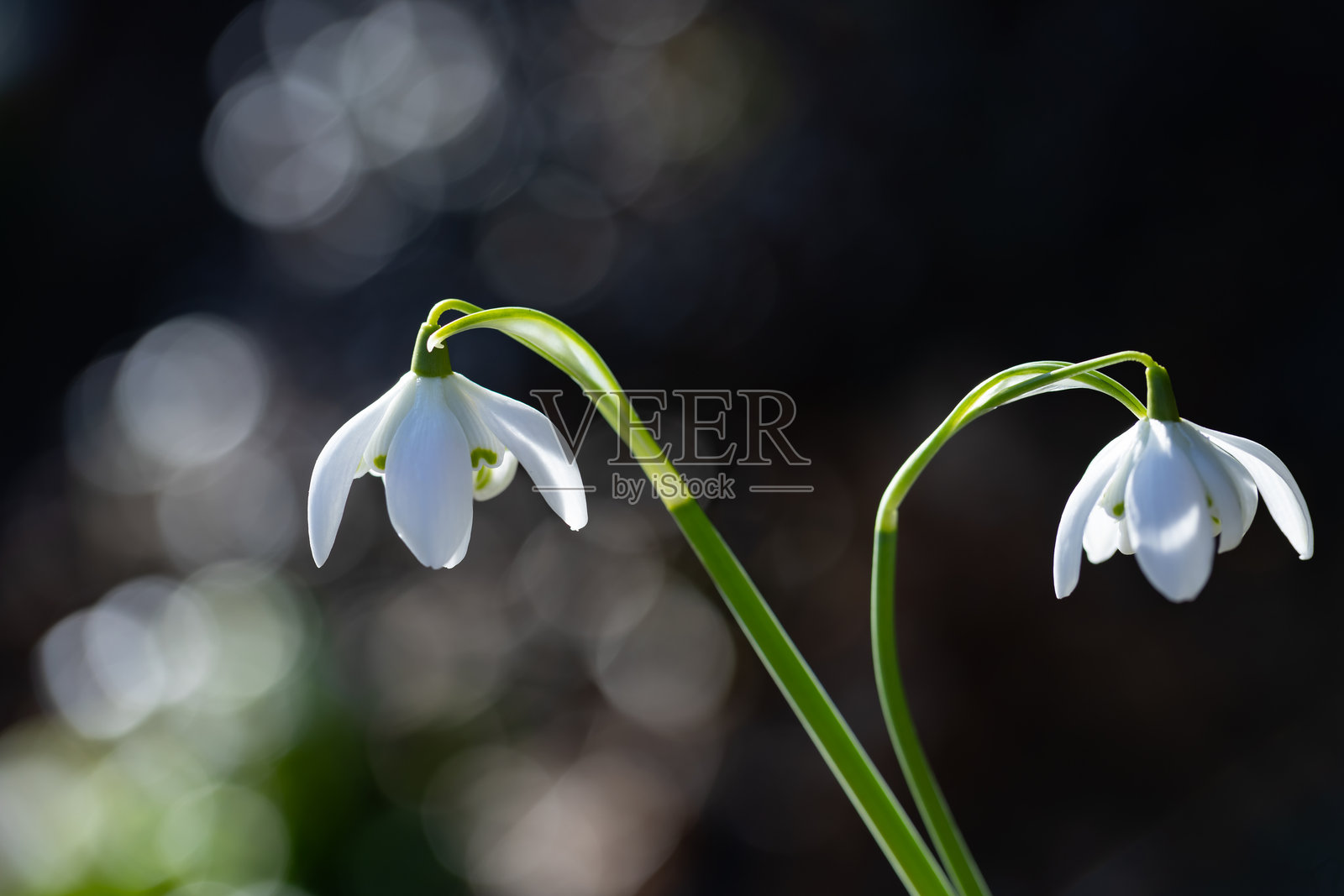 春日阳光下花园里新鲜的白色雪花莲（Galanthus nivalis L.）照片摄影图片