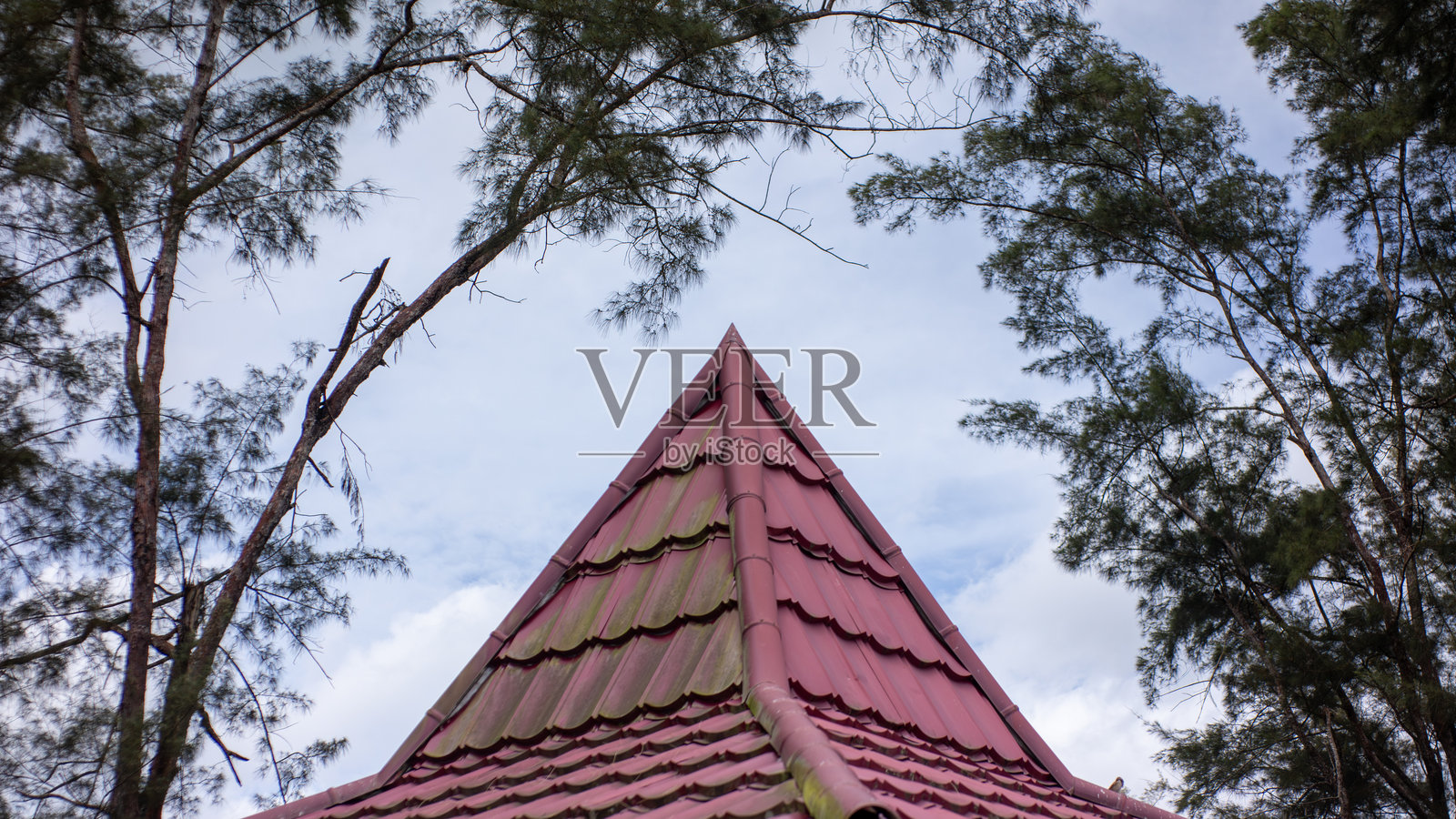 针叶树枝条勾勒出陡峭的红屋顶山峰照片摄影图片