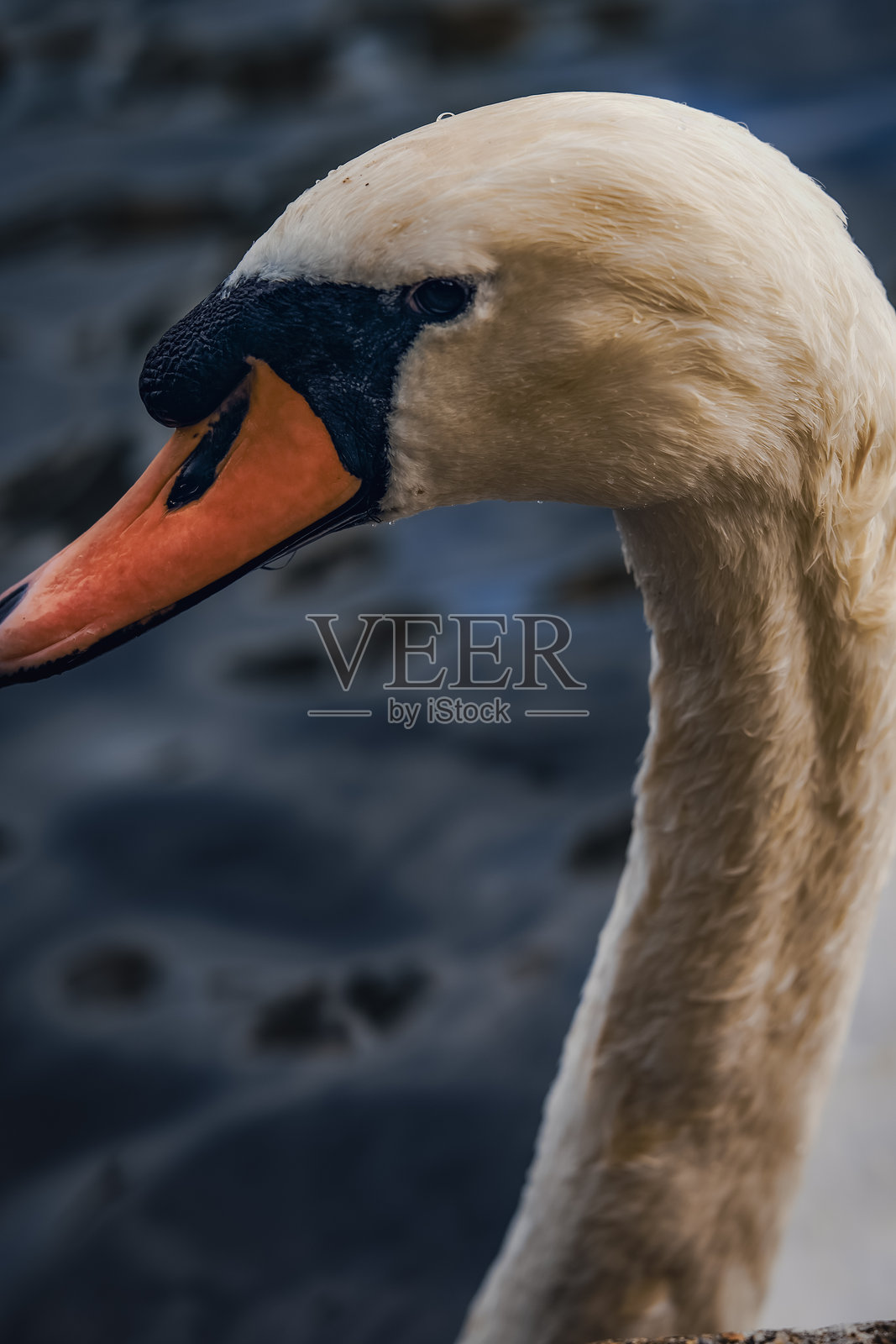 天鹅肖像照片摄影图片