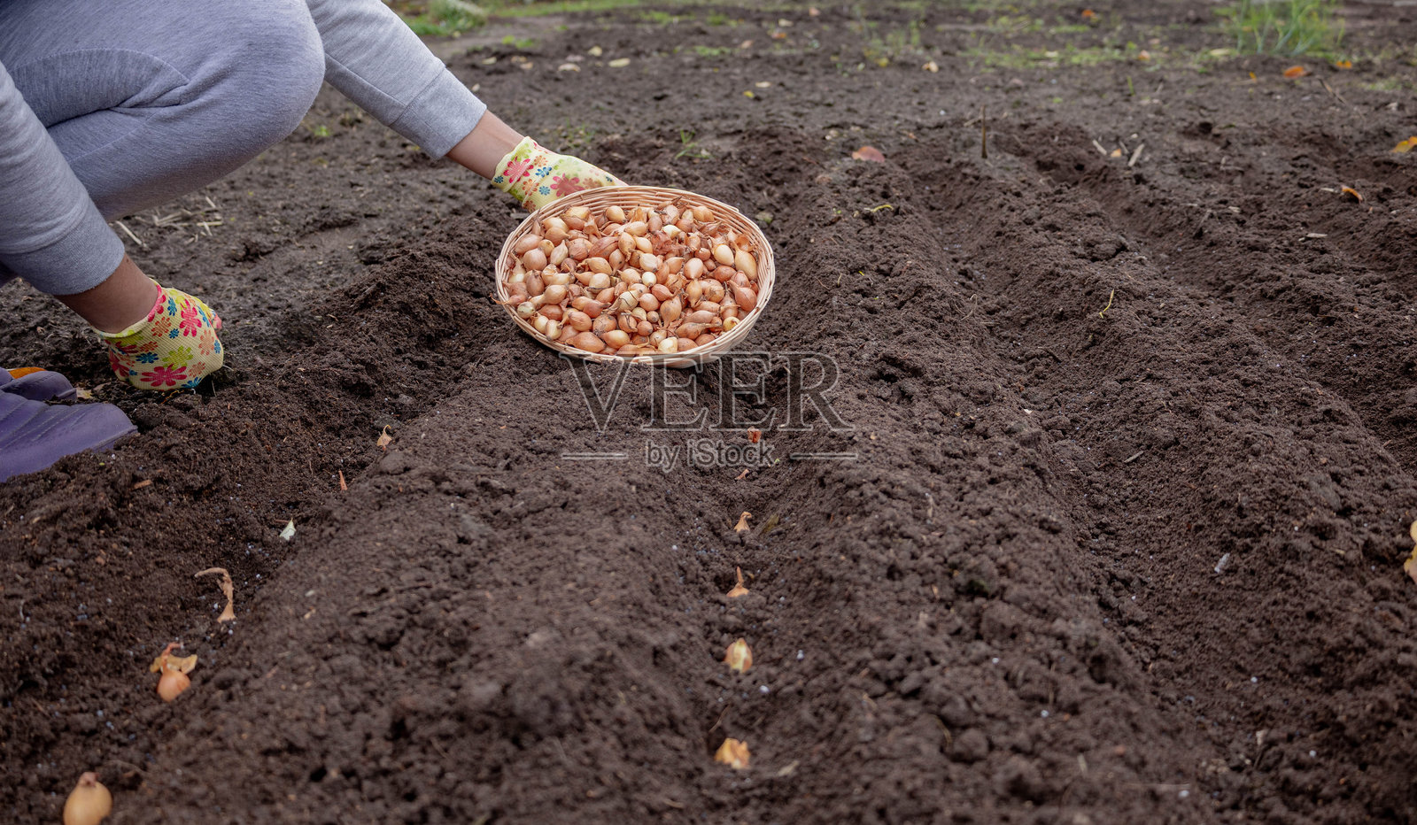 戴着手套的手拿着一篮子洋葱苗，准备种植到土壤里照片摄影图片