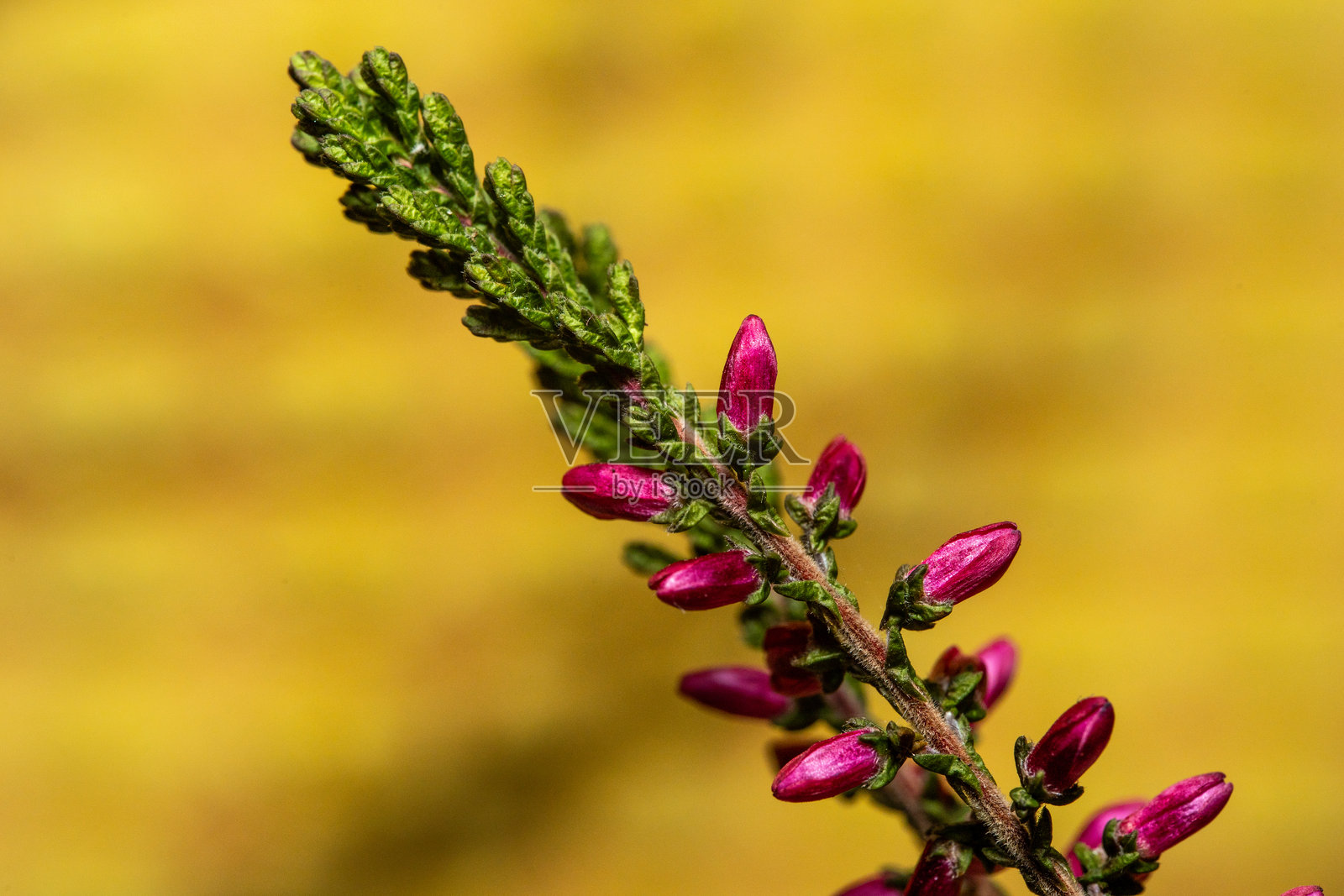 黄色背景上的粉色欧石楠花蕾照片摄影图片