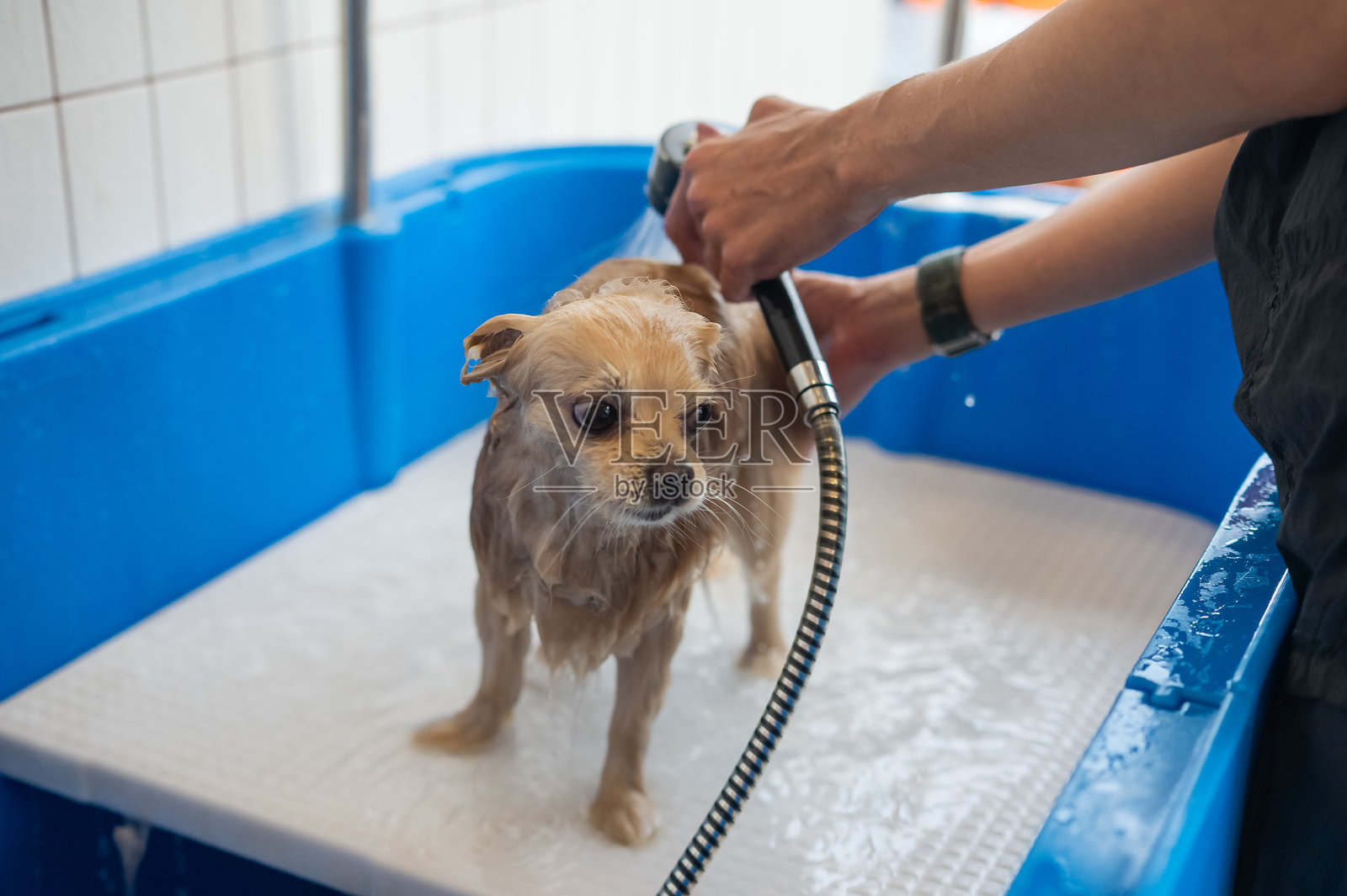 可爱的博美犬在美容院洗澡照片摄影图片