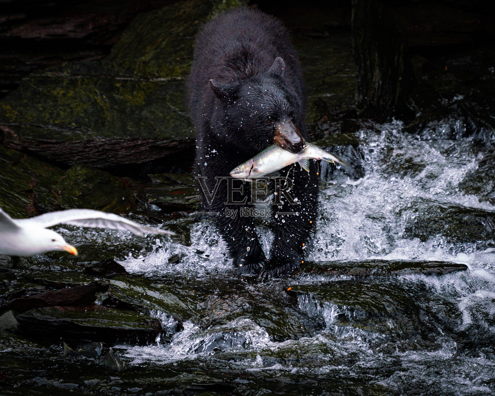 捕捞三文鱼照片摄影图片