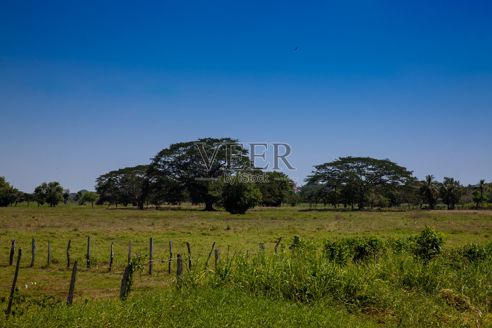 哥伦比亚加勒比地区科尔多瓦省的美丽平原。照片摄影图片