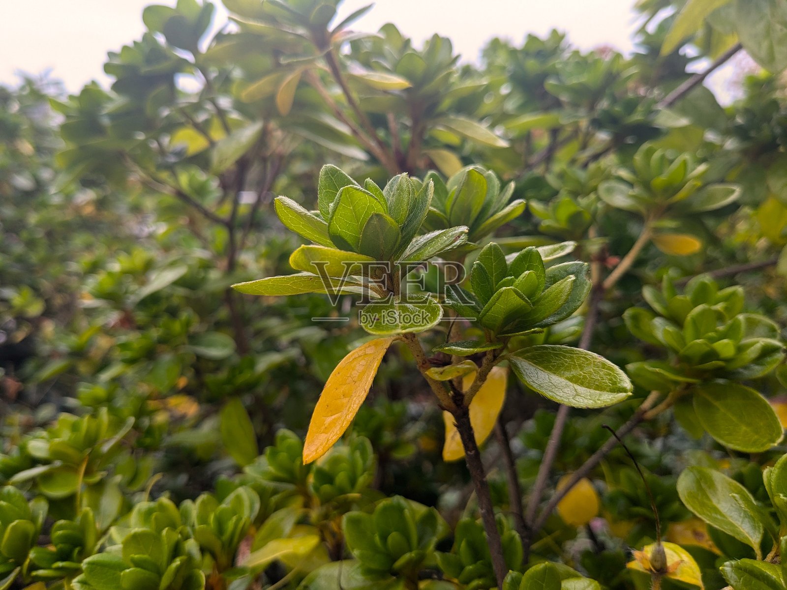 Rhododendron kiusianum Makino. 特写照片摄影图片
