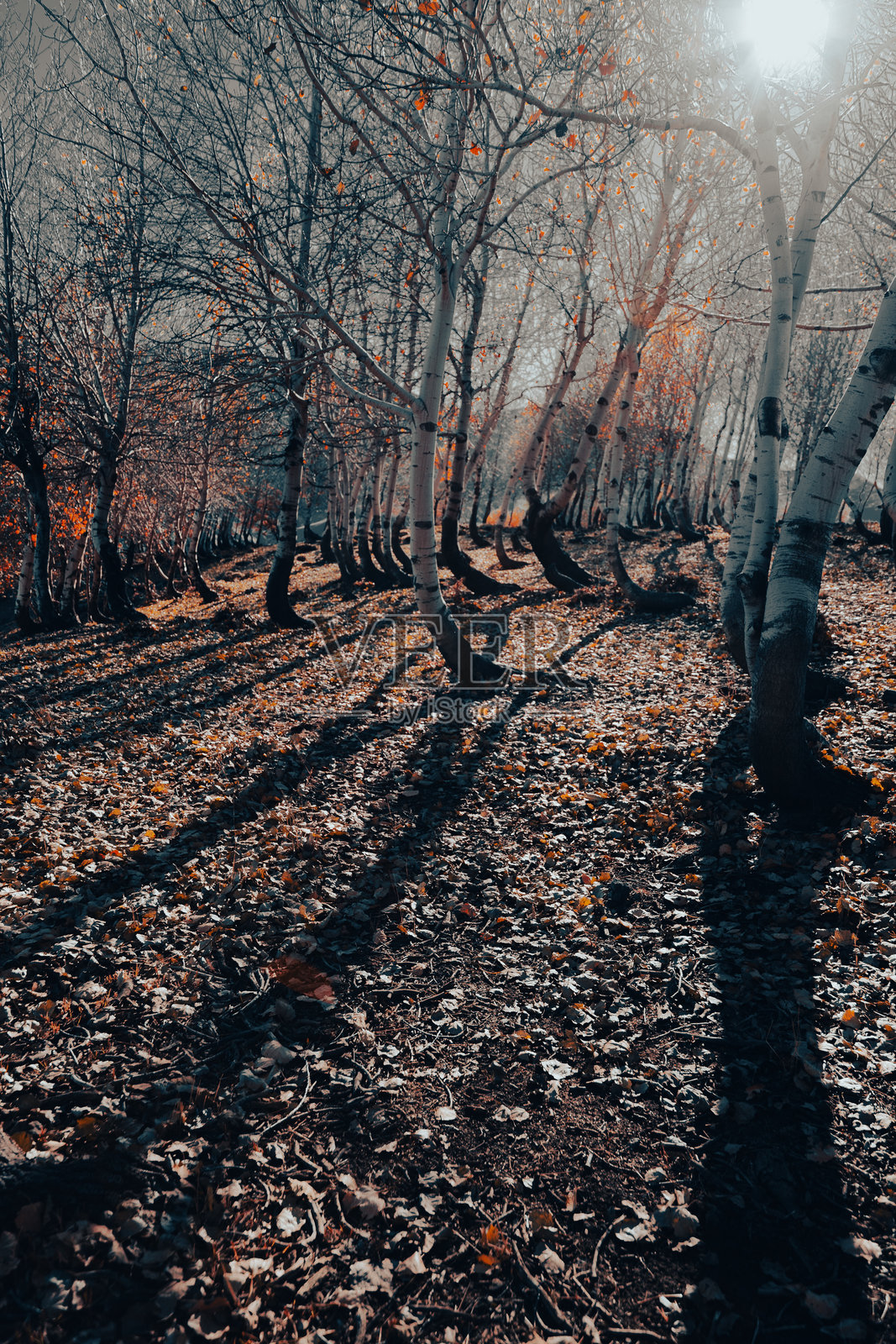 秋季城市桥梁自然风光图片照片摄影图片