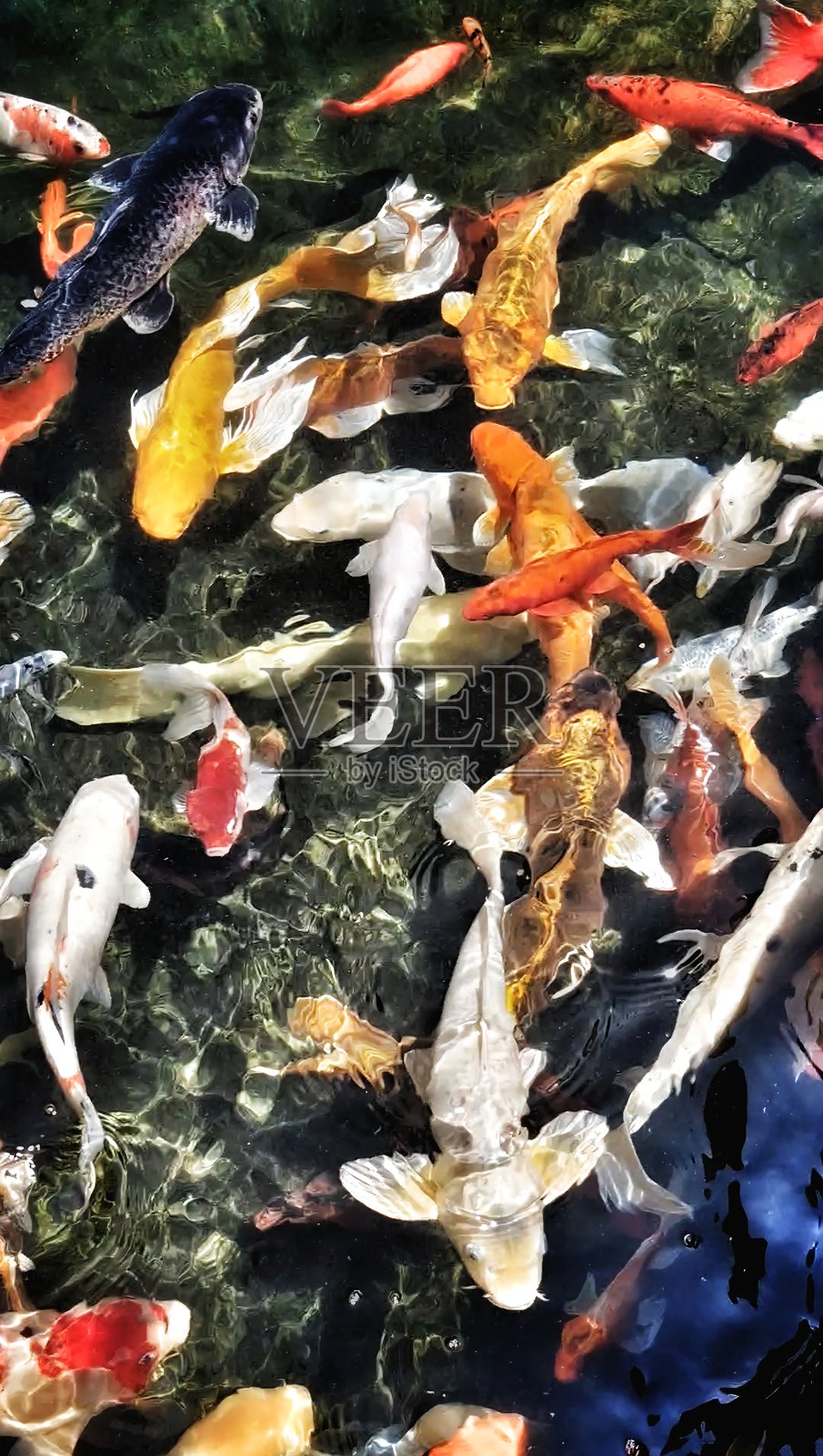 清澈水中的彩色锦鲤照片摄影图片