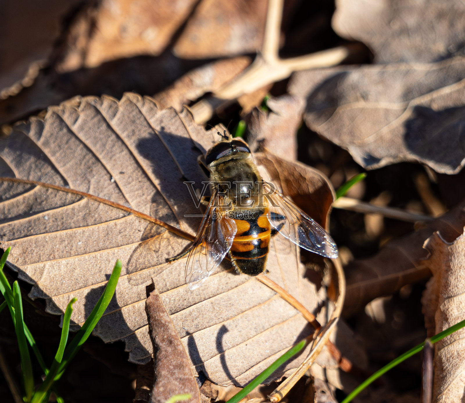 特写镜头，一只食蚜蝇停歇在草地中干燥的秋叶上。这种昆虫拥有透明的翅膀和腹部鲜艳的橙黑色条纹，沐浴在温暖的阳光下。照片摄影图片