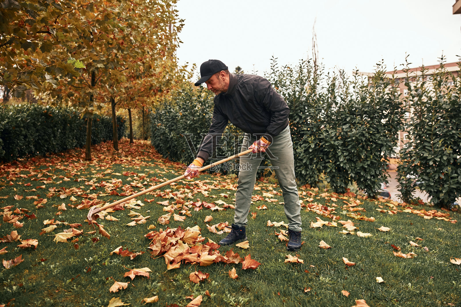 男人在打扫花园，清理落下的秋叶。照片摄影图片