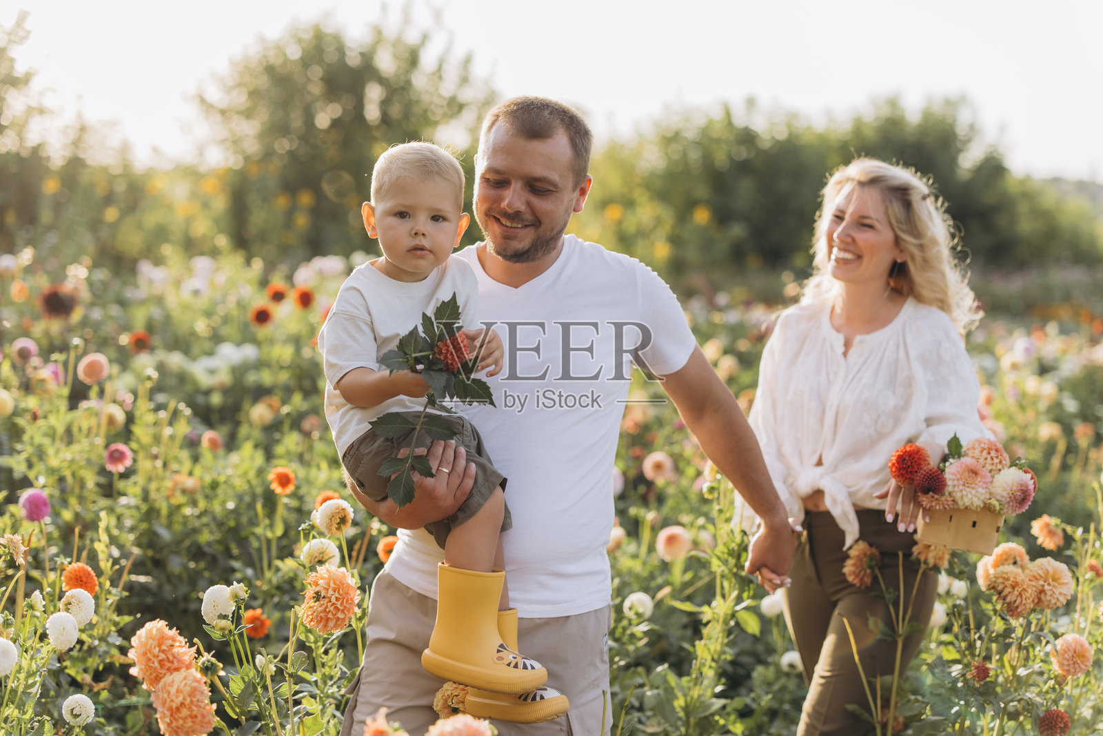 一家人在美丽的 dahlia 花园里采摘鲜花照片摄影图片