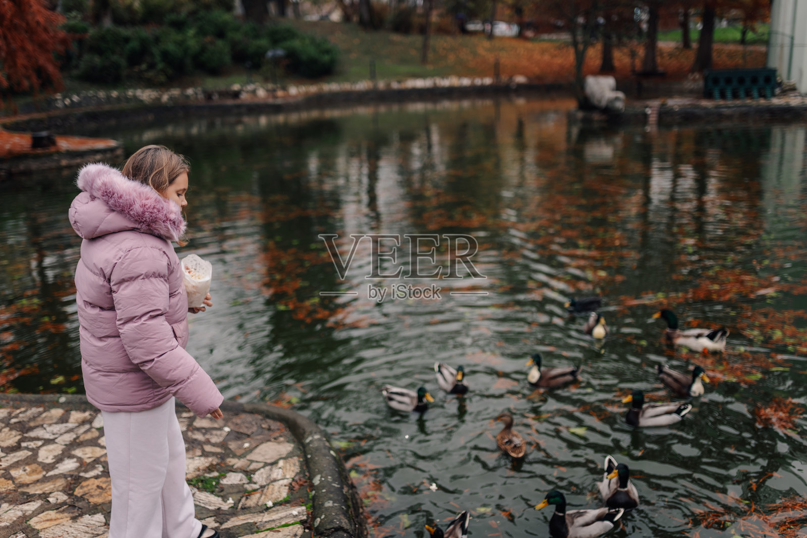 秋天，一个小女孩在公园池塘边喂鸭子照片摄影图片