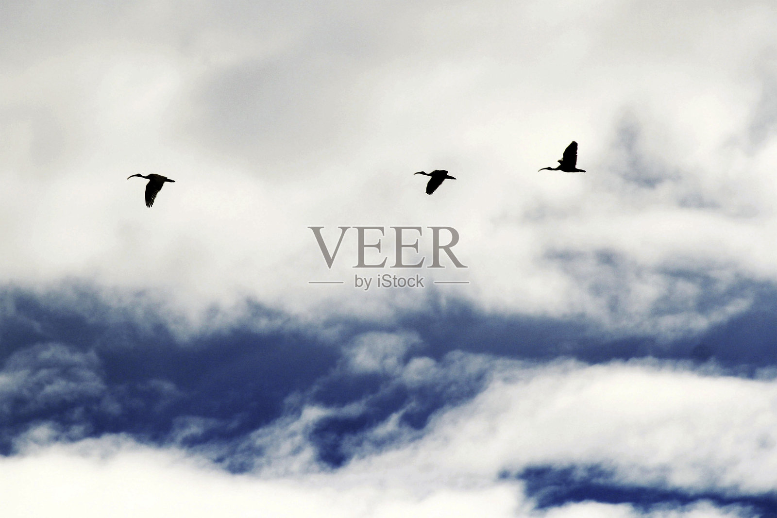 三只澳大利亚白鹮（Threskiornis Molucca）的剪影照片摄影图片