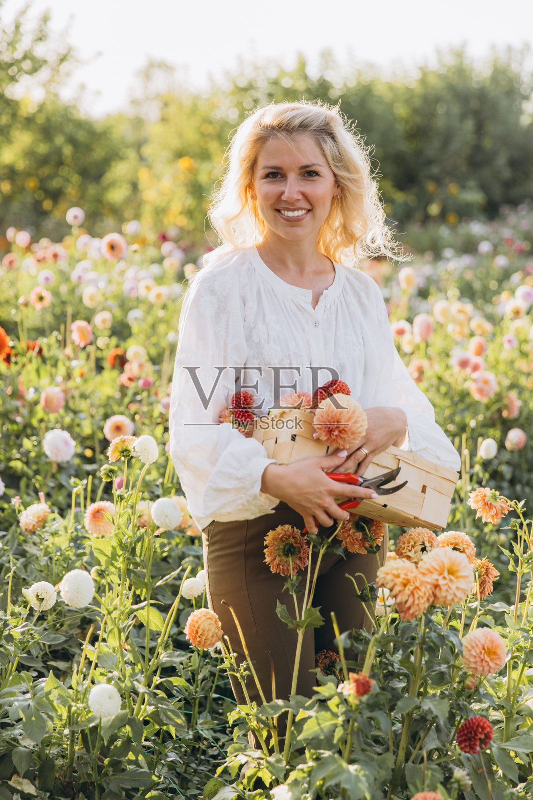 金发女子在夏日花园采摘大丽花照片摄影图片