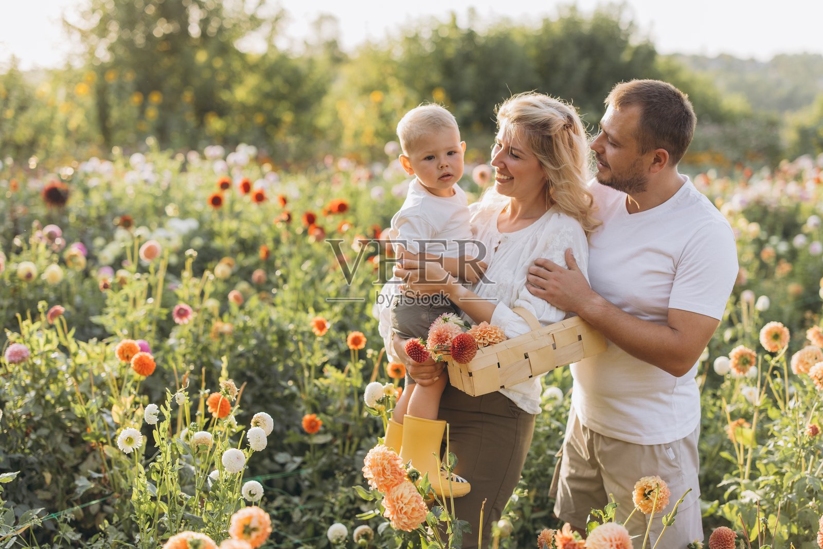 一家人享受大丽花花园，采摘新鲜花朵照片摄影图片
