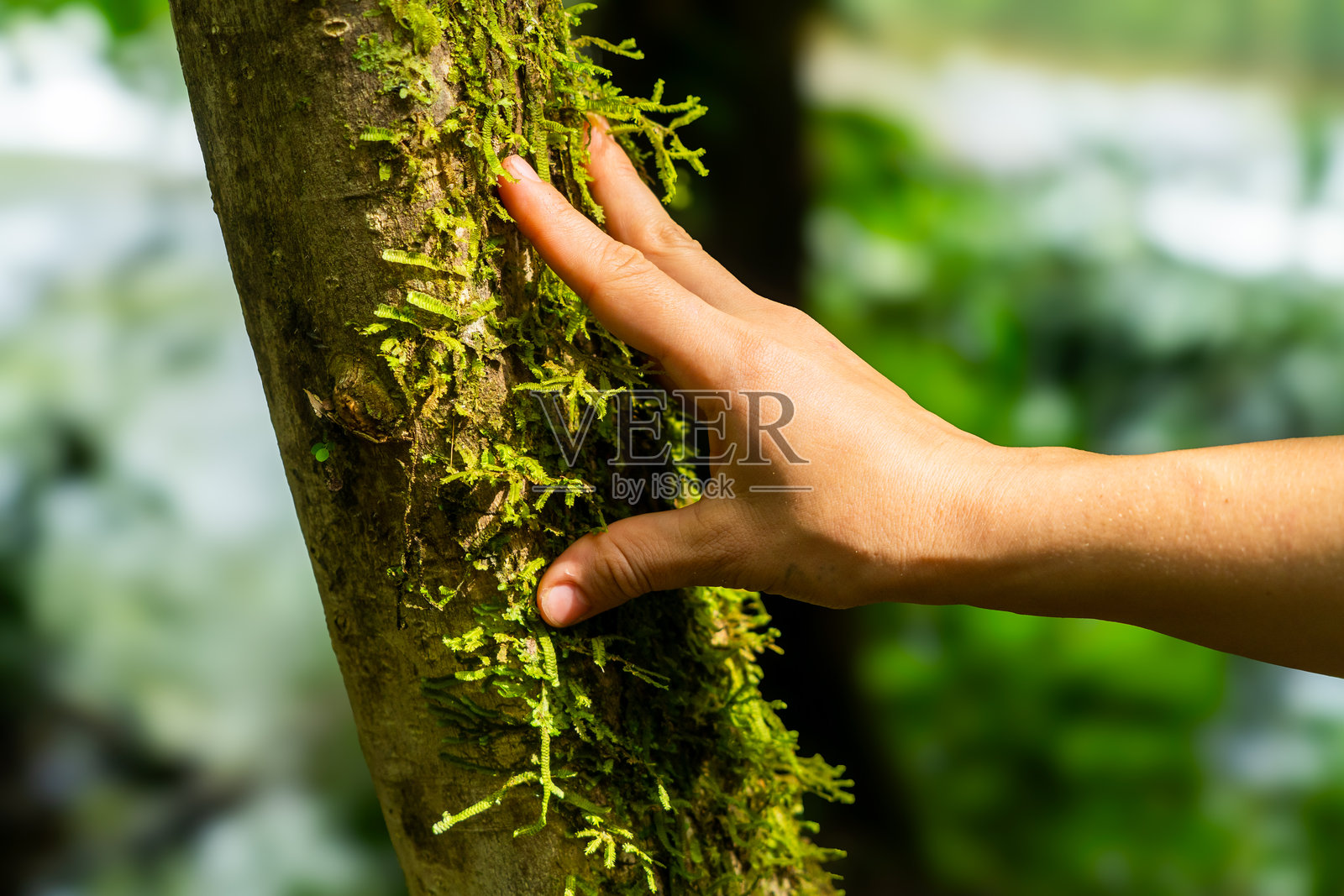 亚马逊雨林中触摸树木的概念照片摄影图片