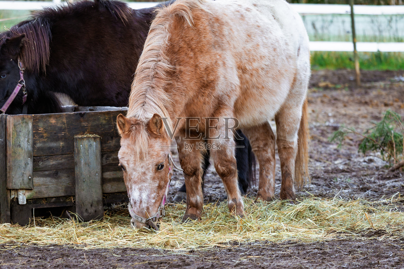 农场里优雅的马匹照片，在有乡村围栏的茂密绿色牧场上吃草。自然光线突出了它们的外观、动态以及宁静的环境。非常适合自然摄影、马术主题、农场生活和风景内容。照片摄影图片